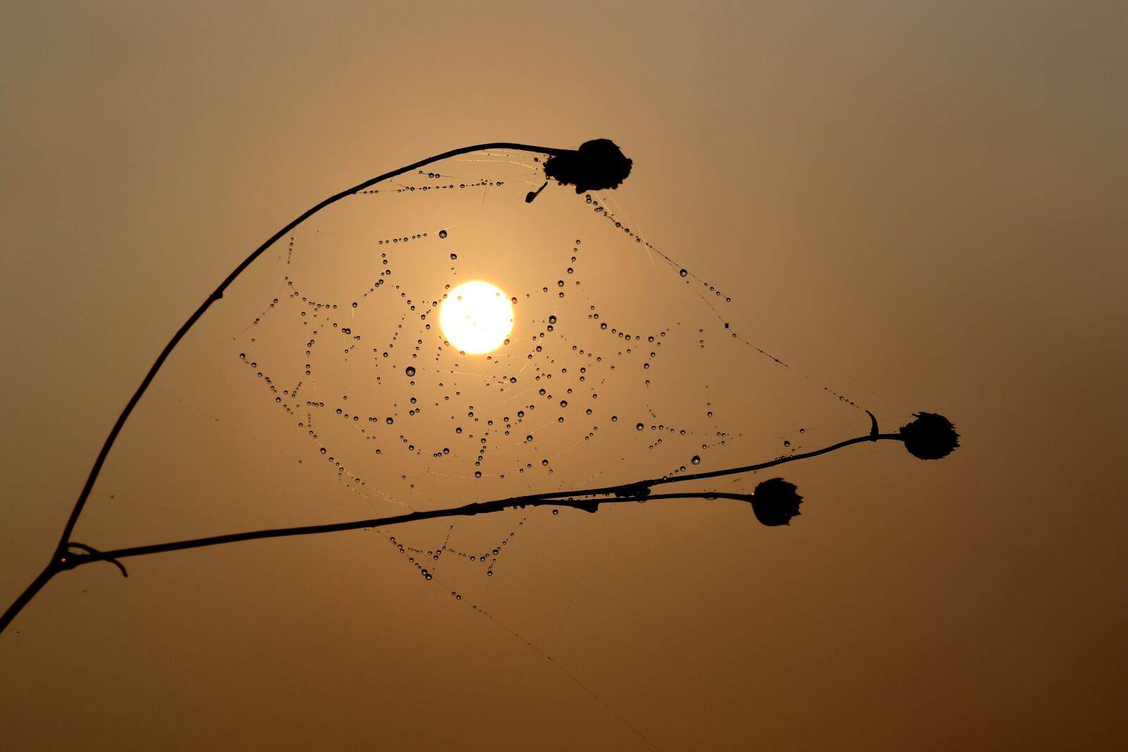 Canon EF-S 60mm F2.8 Macro USM sample photo. Sunrise, spider web, drops photography
