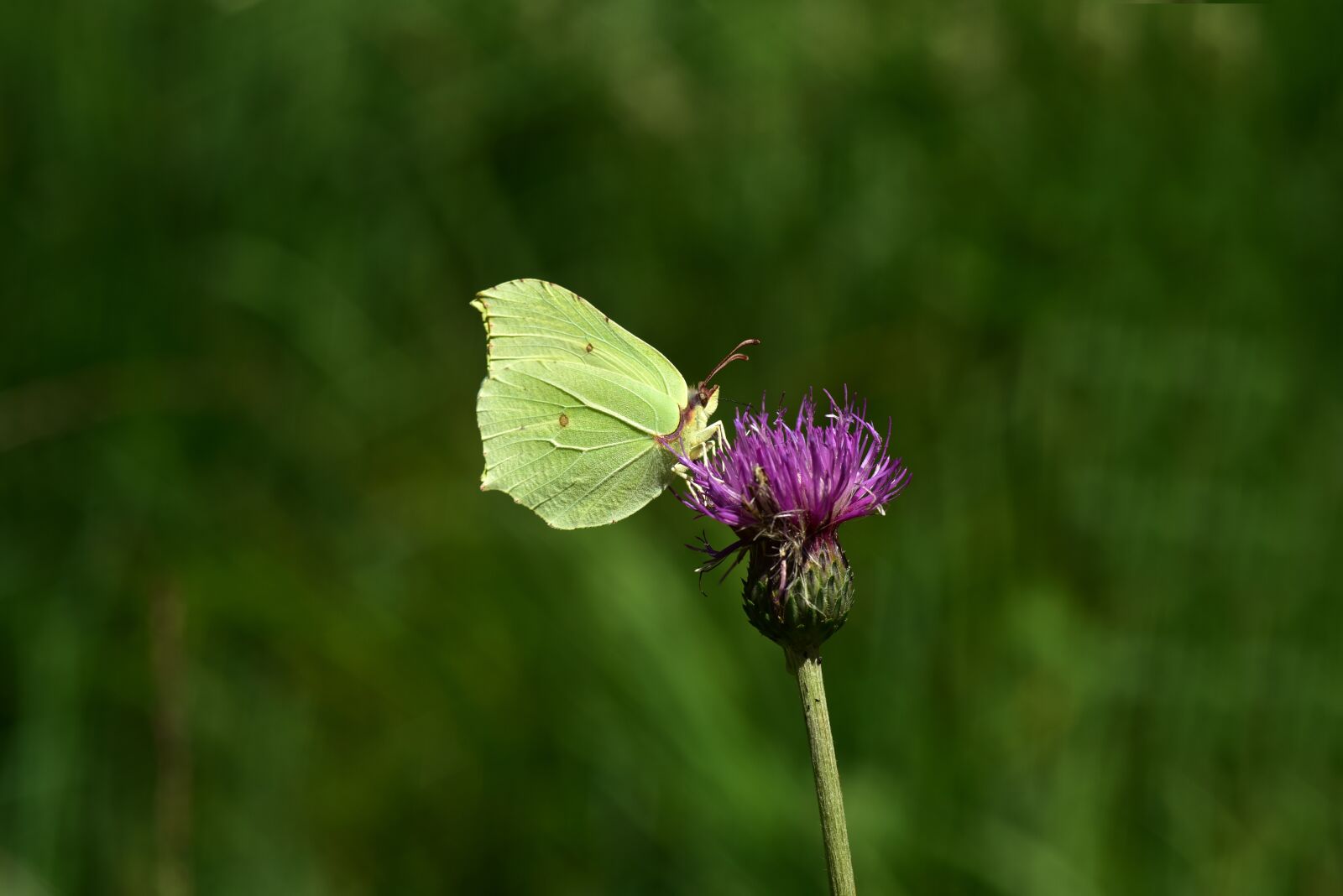 Nikon D750 sample photo. Butterfly, insect, nature photography