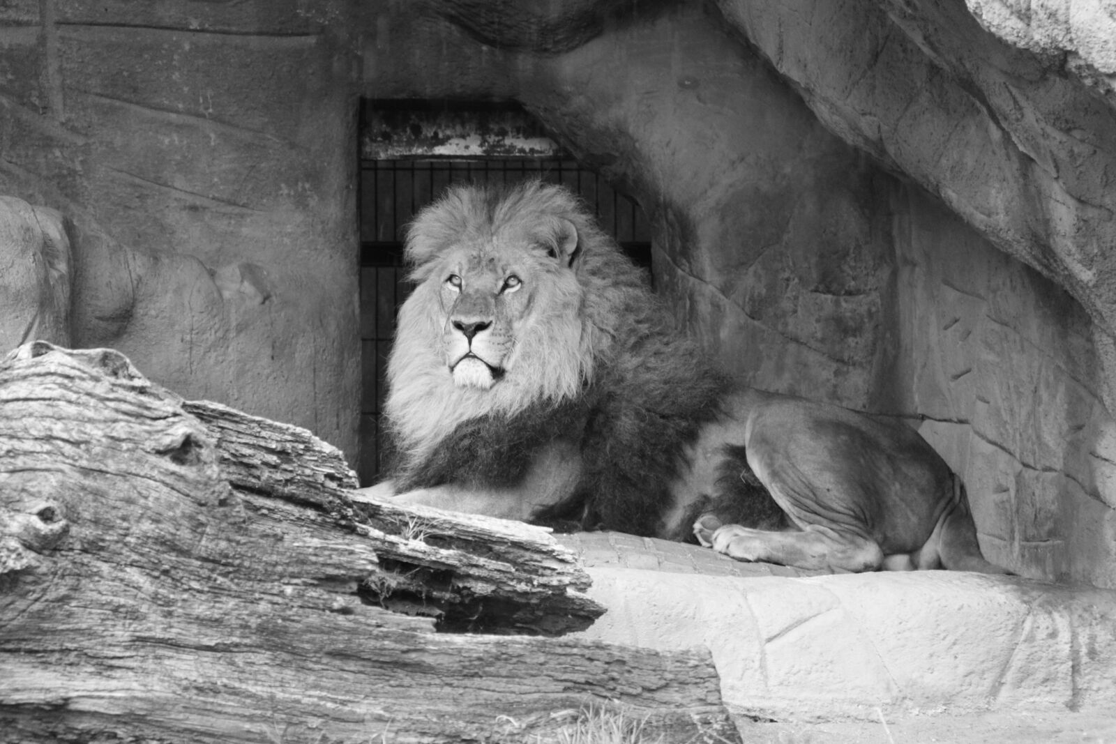 Canon EOS 50D sample photo. Lion, cat, king of photography