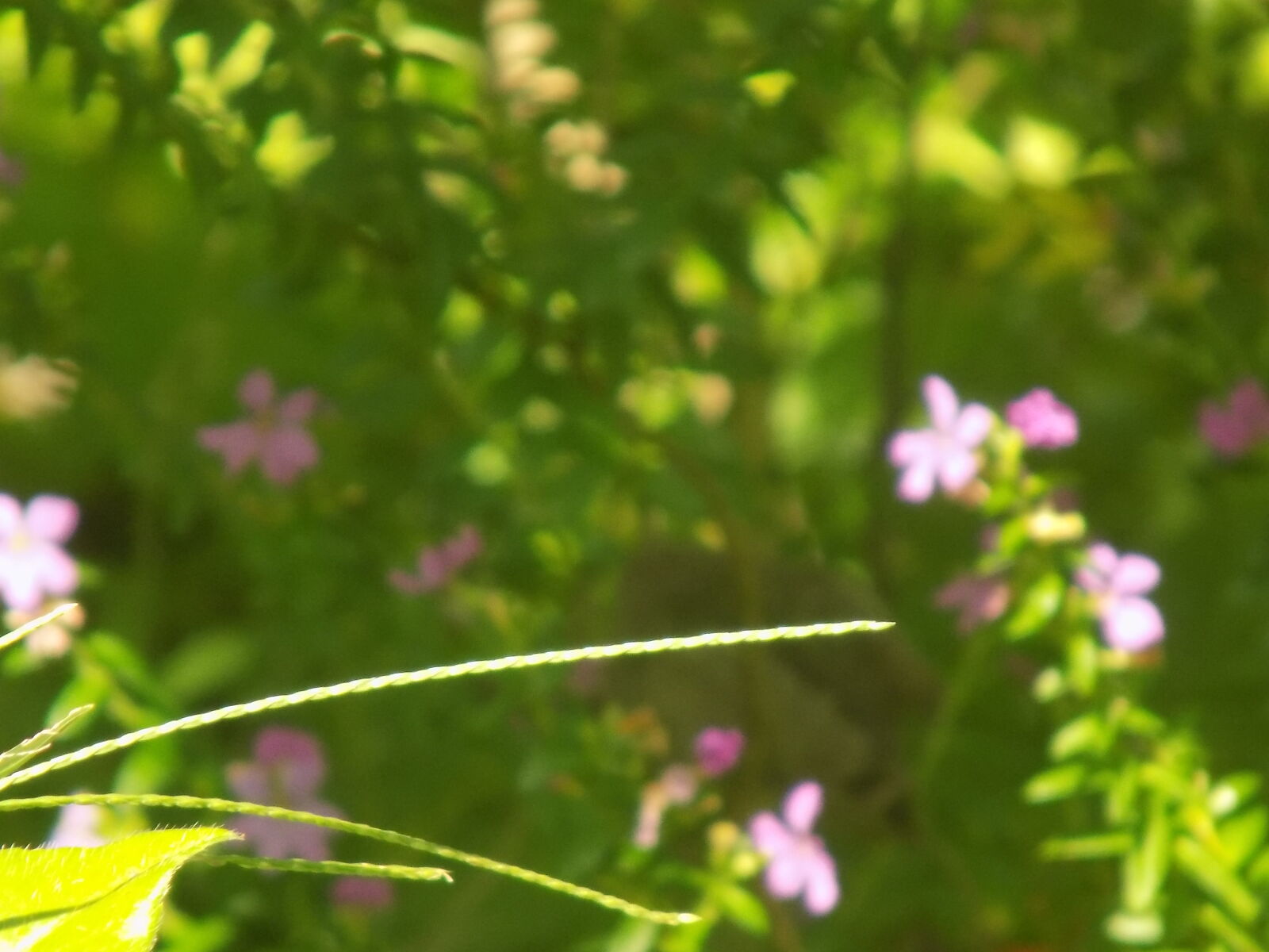 Nikon COOLPIX L340 sample photo. Beautiful, flowers, defocused, flower photography