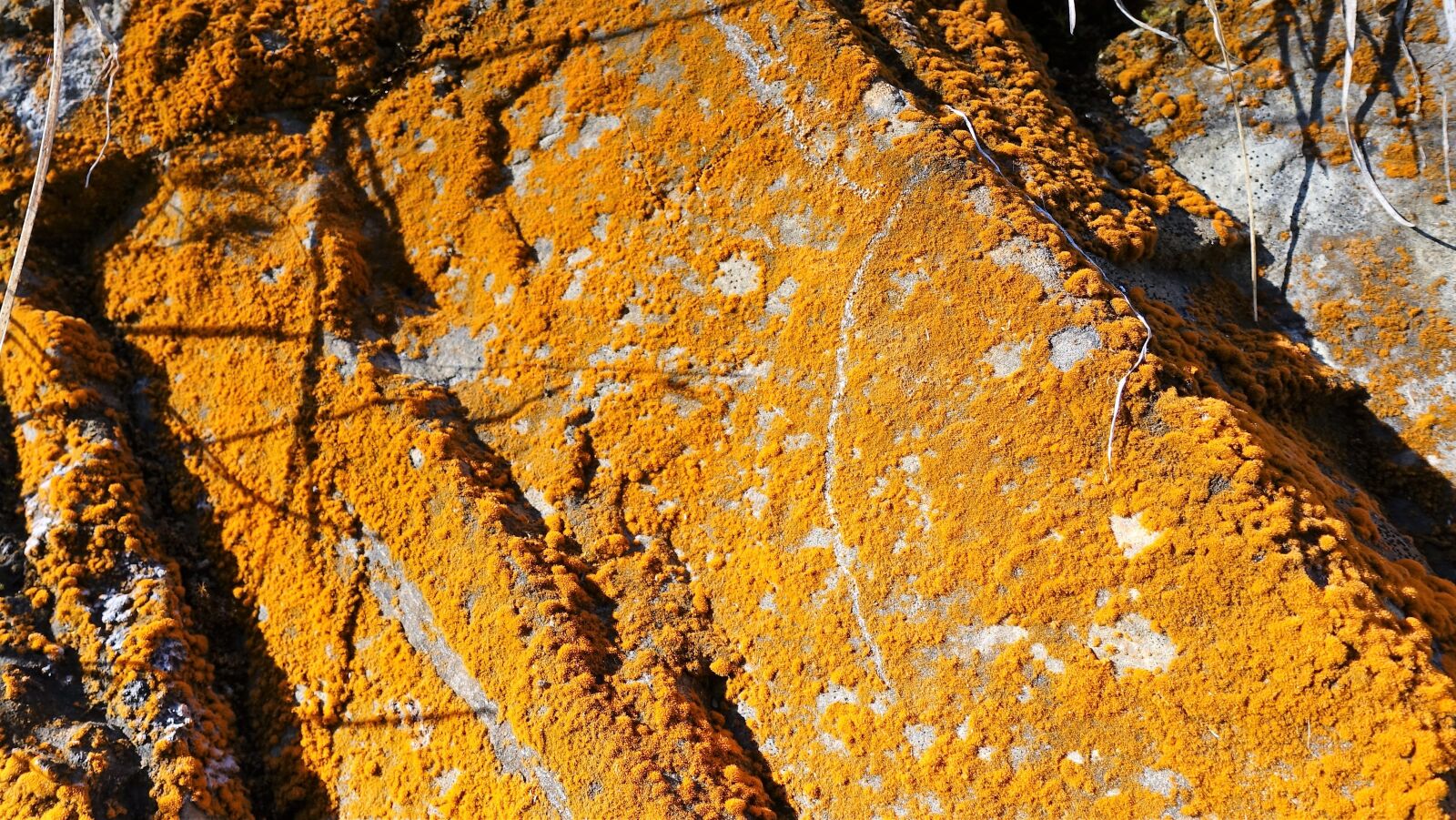 Sony Cyber-shot DSC-RX100 IV sample photo. Stone, color, moss photography