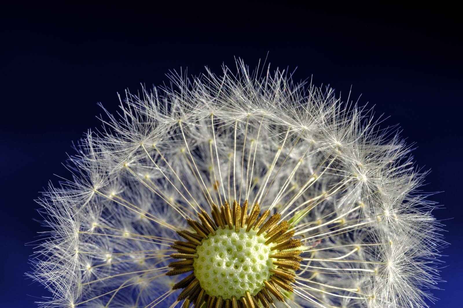 Fujifilm X-T2 + Fujifilm XF 80mm F2.8 R LM OIS WR Macro sample photo. Dandelion, blossom, bloom photography