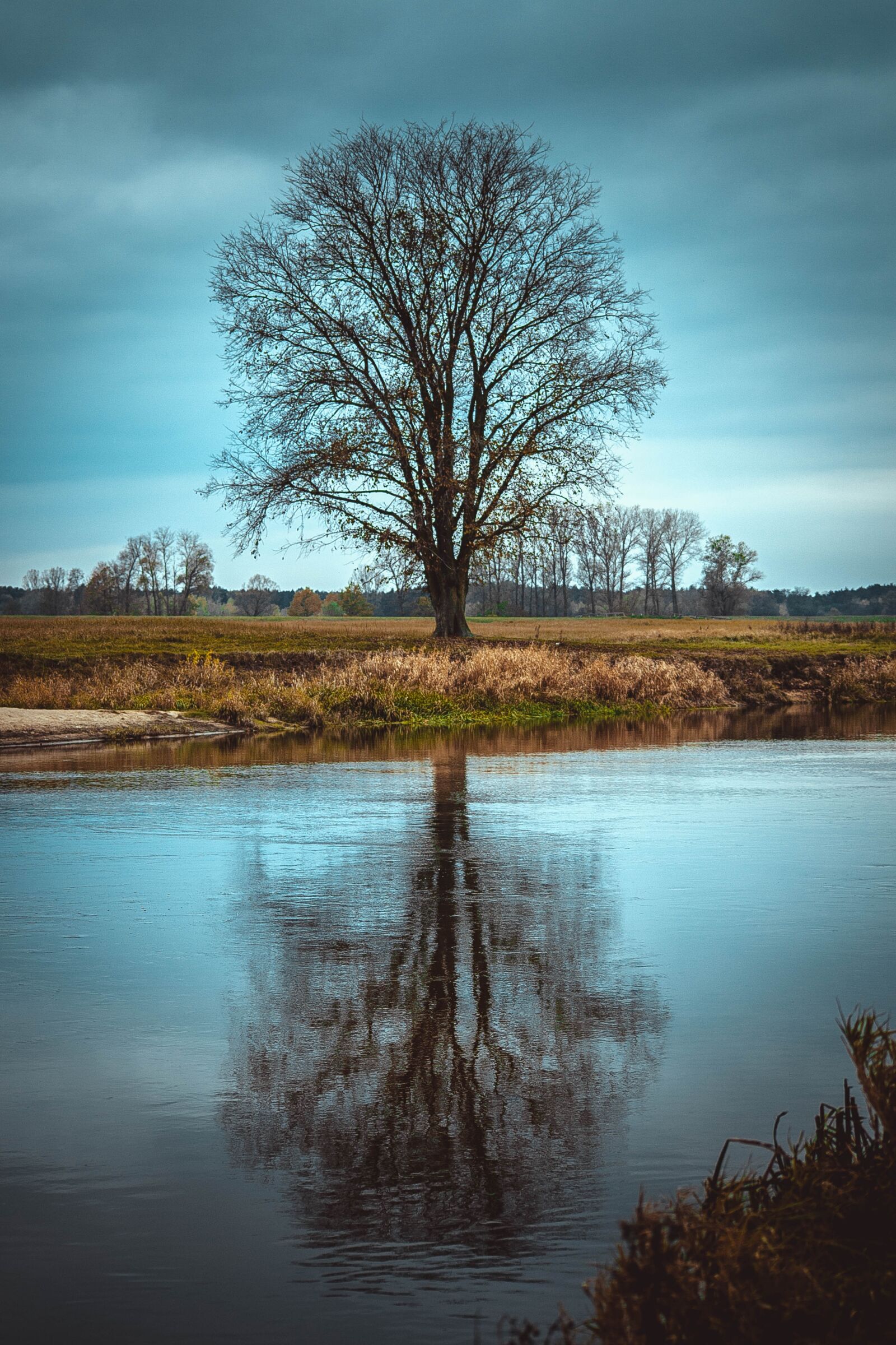 Canon EOS 6D sample photo. Nature, tree, beach photography