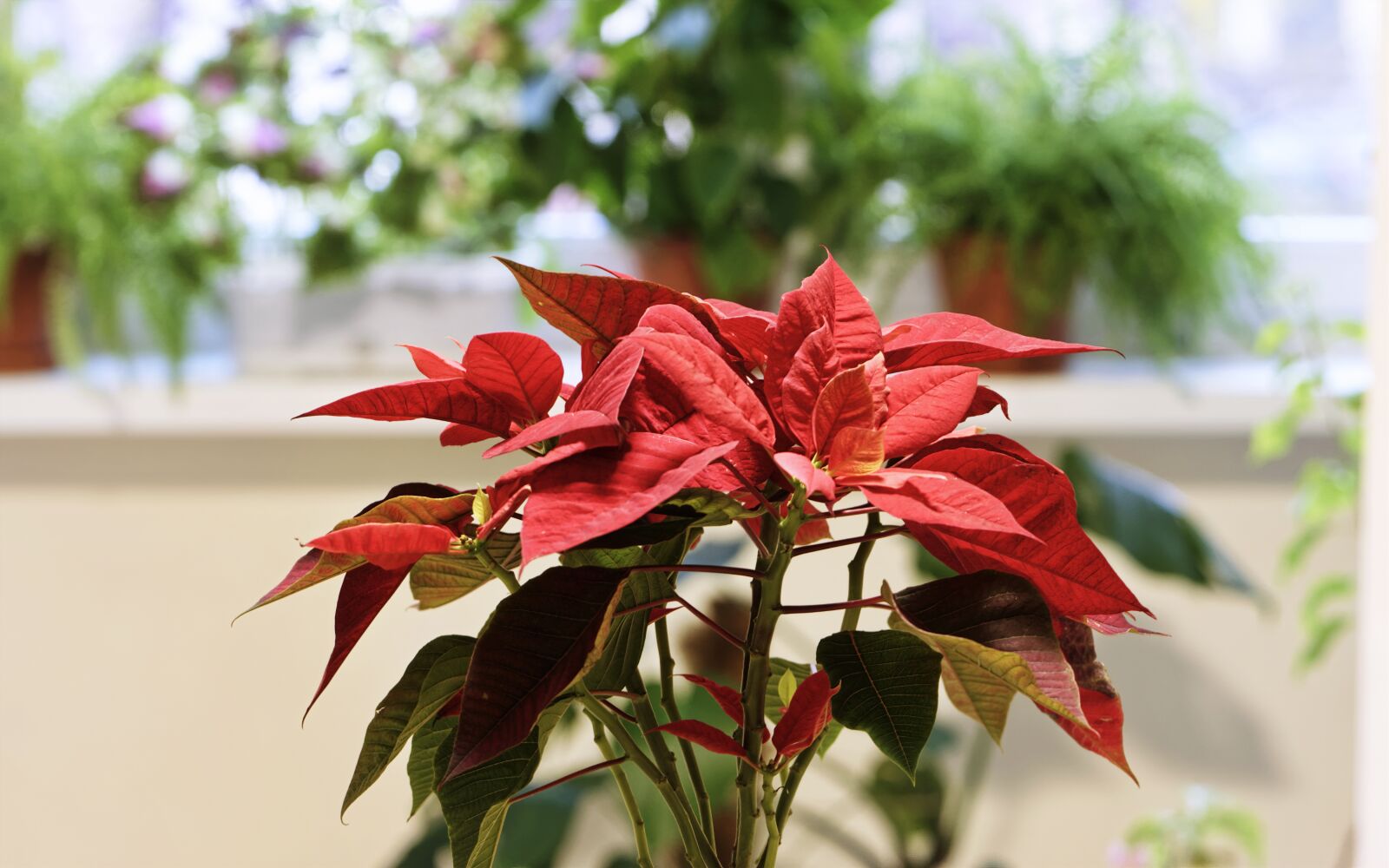 Nikon D5300 sample photo. Plant, decorative, leaves photography