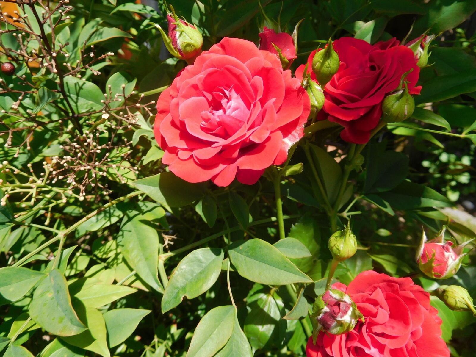 Nikon Coolpix S7000 sample photo. Rose, red, garden photography