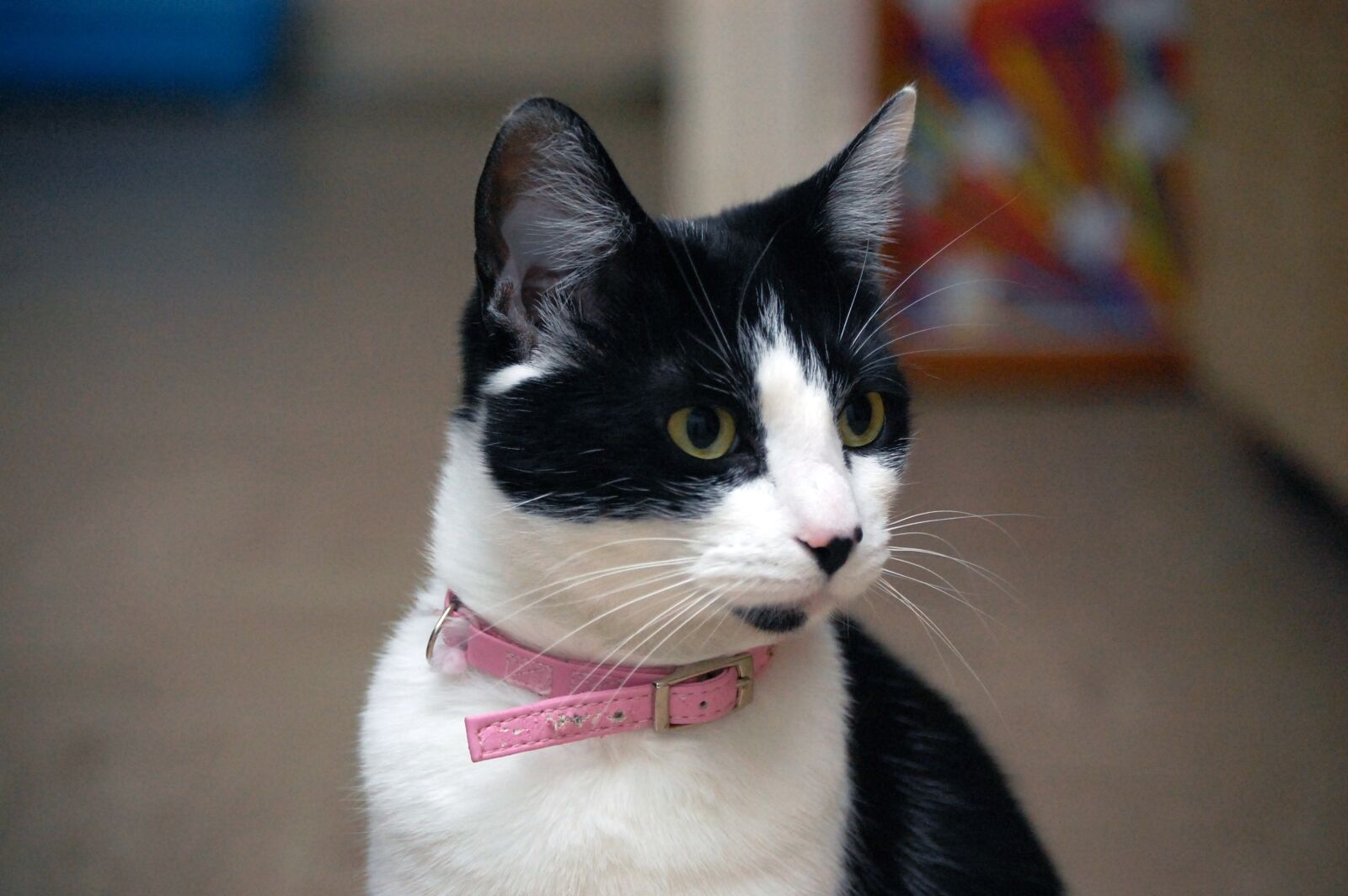 Nikon D40 sample photo. Cat, feline, pet photography