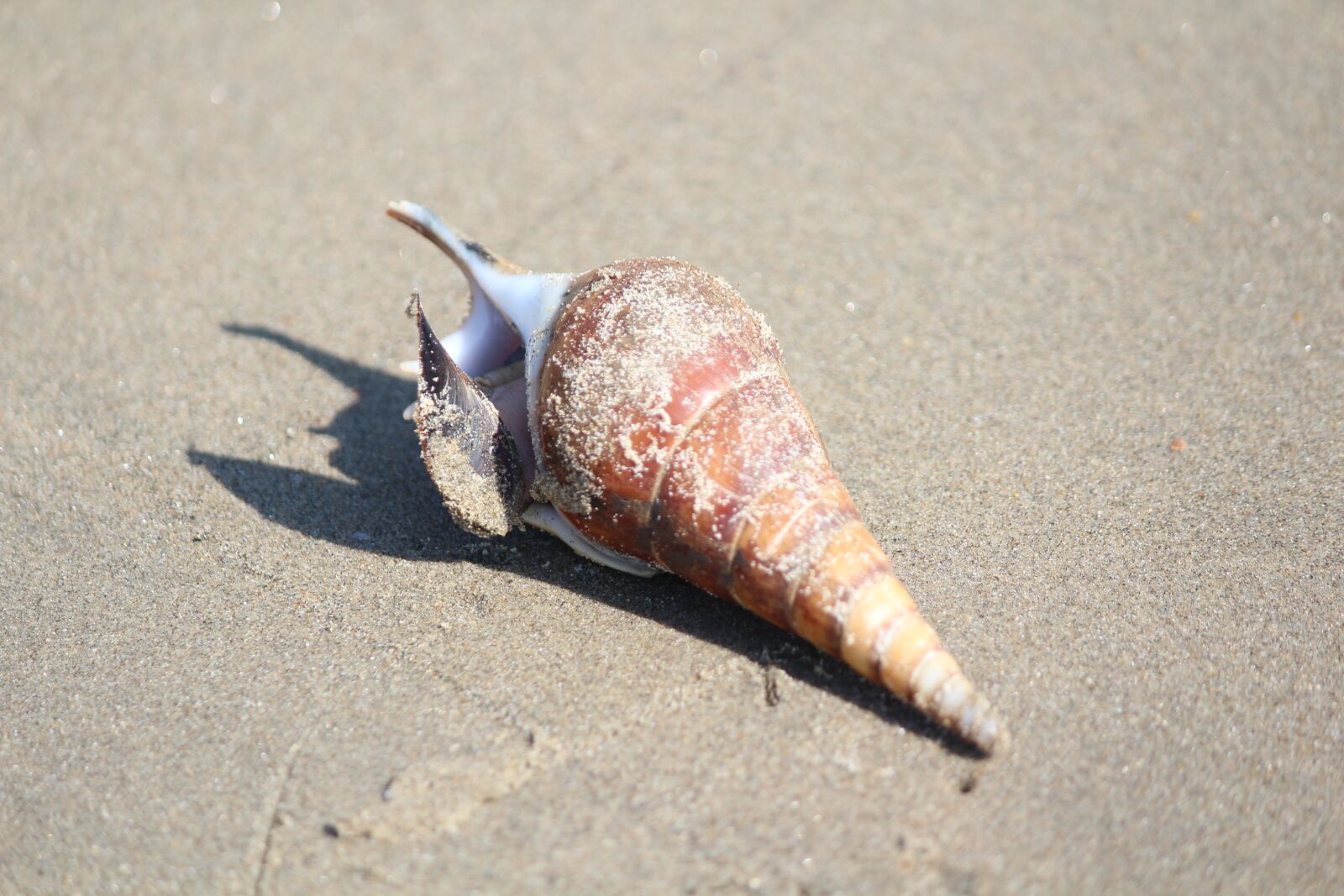 Canon EOS 1200D (EOS Rebel T5 / EOS Kiss X70 / EOS Hi) sample photo. Beach, shell, sand photography
