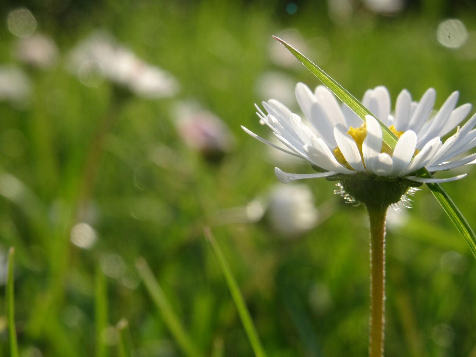 Sony DSC-HX50 sample photo. Daisy, flower, plant photography