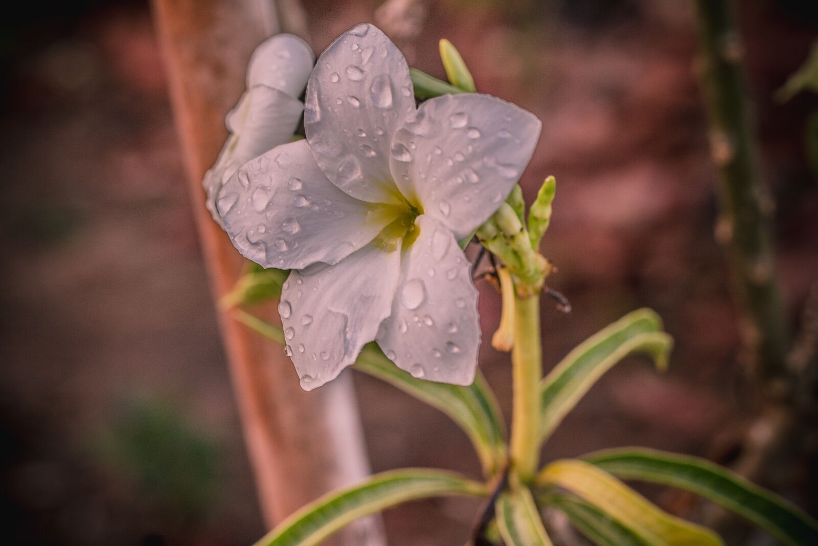 Canon EOS 700D (EOS Rebel T5i / EOS Kiss X7i) + Canon EF 50mm F1.8 STM sample photo. Plant, flowers, nature photography