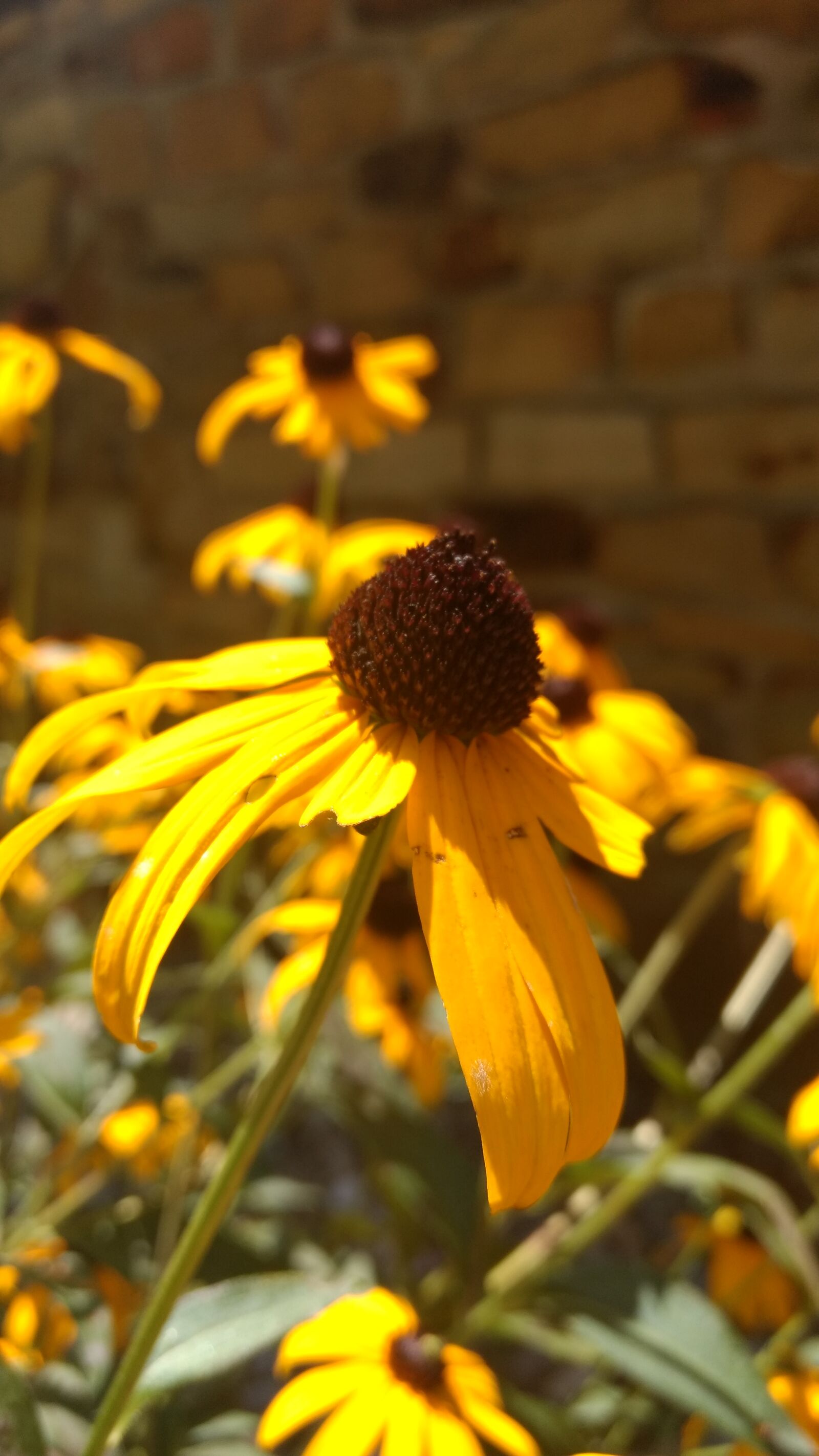 Motorola Moto G (4) sample photo