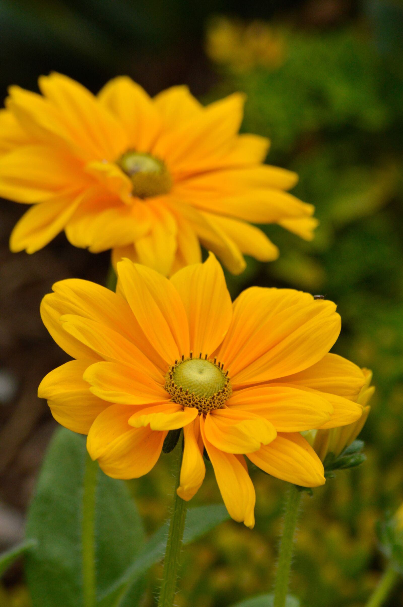 Nikon D3200 sample photo. Flowers, yellow, nature photography
