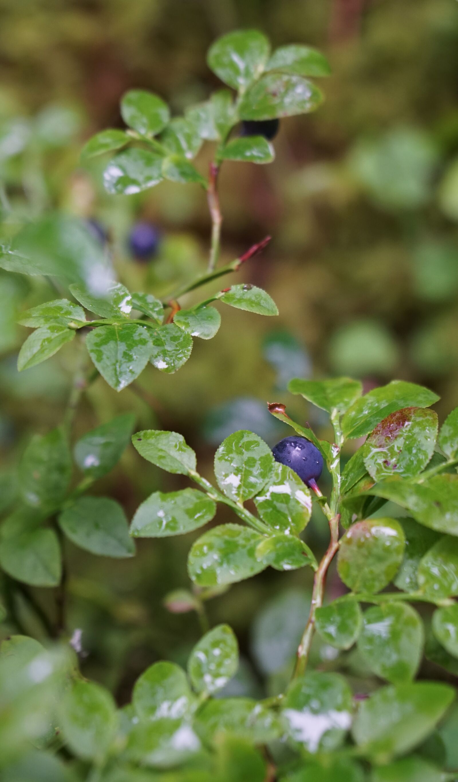 Sony a6000 + Sony Vario-Tessar T* E 16-70mm F4 ZA OSS sample photo. Berry, summer, vitamin photography