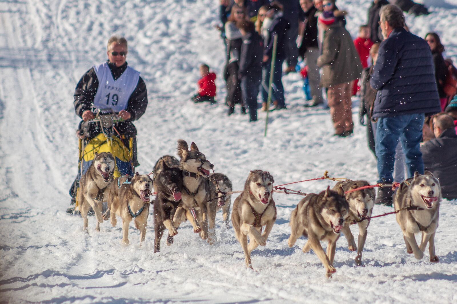 Canon EOS 4000D (EOS Rebel T100 / EOS 3000D) sample photo. Dog, sleds, snow photography