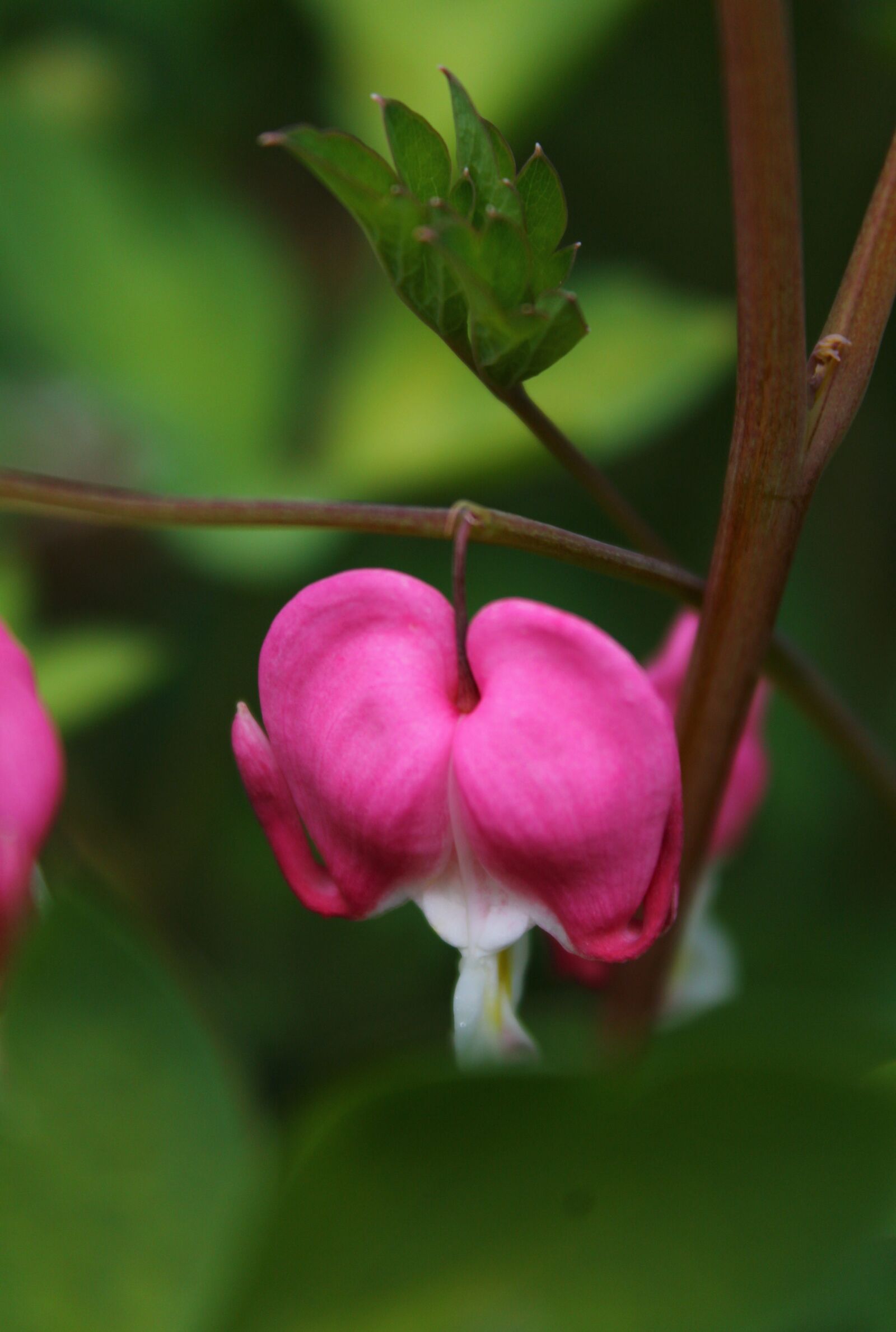 Canon EOS 1100D (EOS Rebel T3 / EOS Kiss X50) sample photo. Plant, flowers, broken heart photography