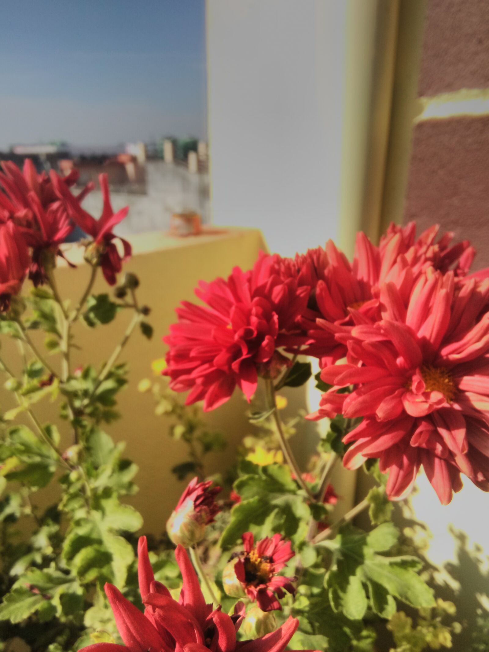 HMD Global Nokia 2 sample photo. Natural, spring, flowers photography