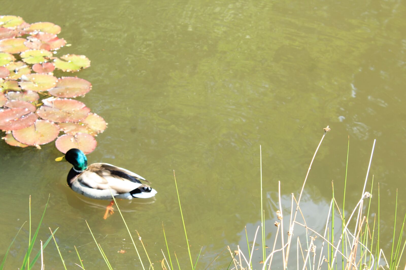 Canon EOS 1200D (EOS Rebel T5 / EOS Kiss X70 / EOS Hi) sample photo. Duck, water, nature photography