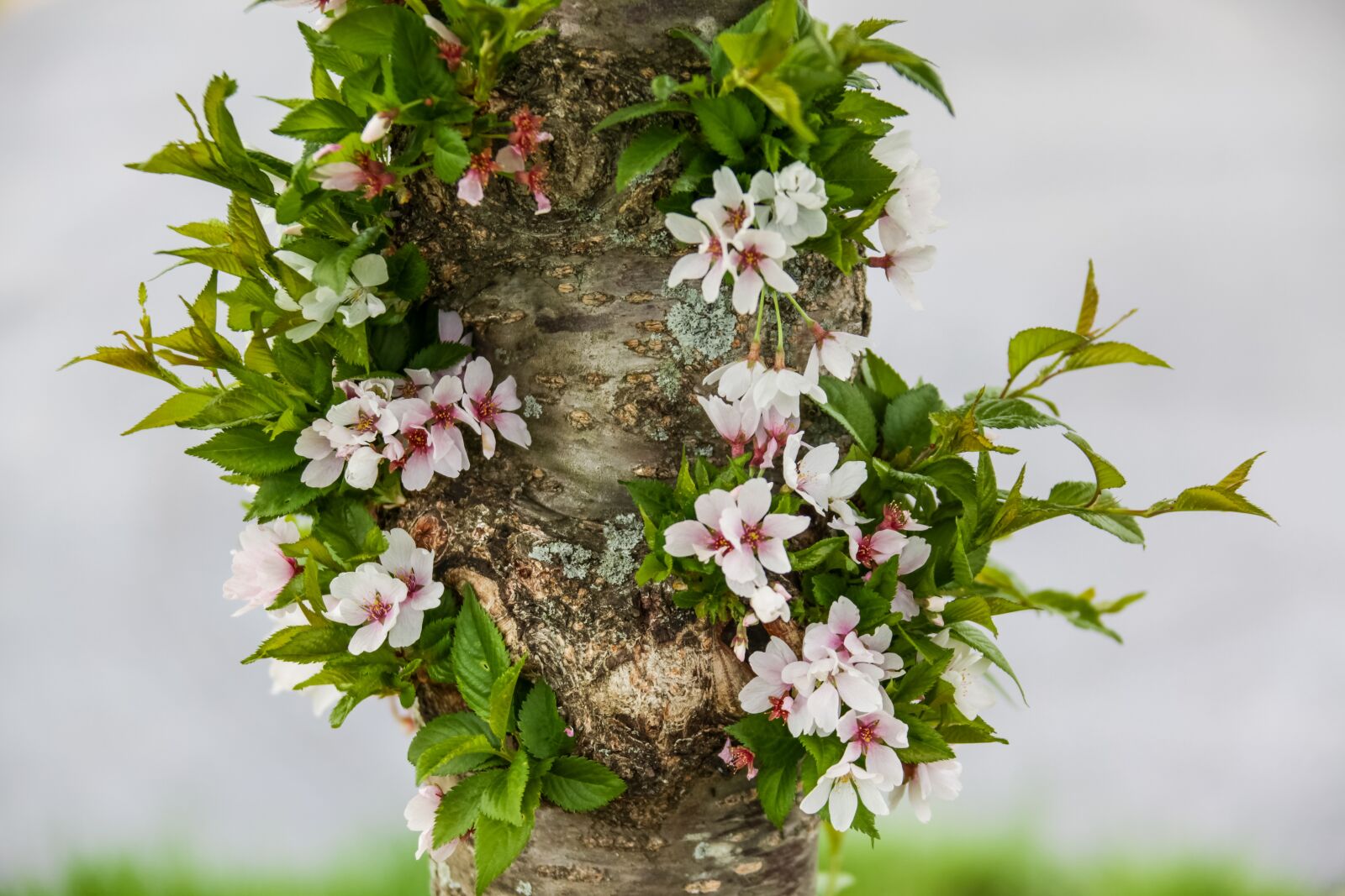 Canon EOS 5D Mark II sample photo. Spring, flowering, bl photography