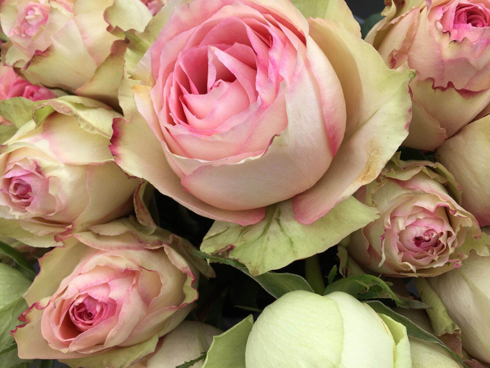 Apple iPhone 6 sample photo. Pinkroses, roses, flower photography
