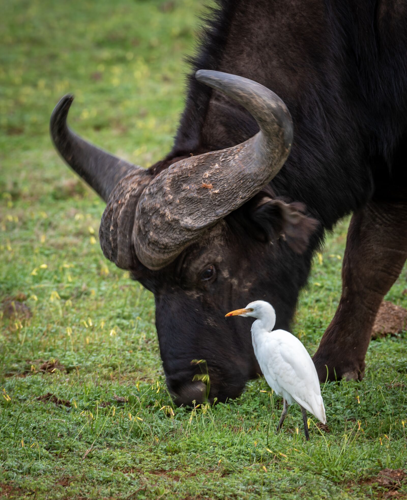 Nikon D750 sample photo. Buffalo, cattle egret, symbiosis photography
