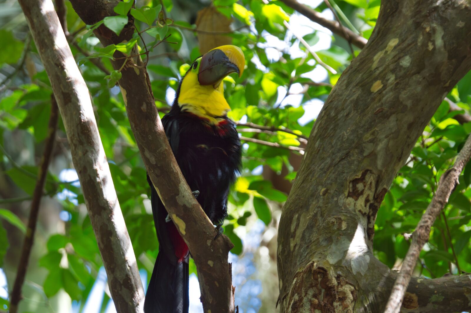 Nikon D3200 sample photo. Tucan, bird, costa rica photography