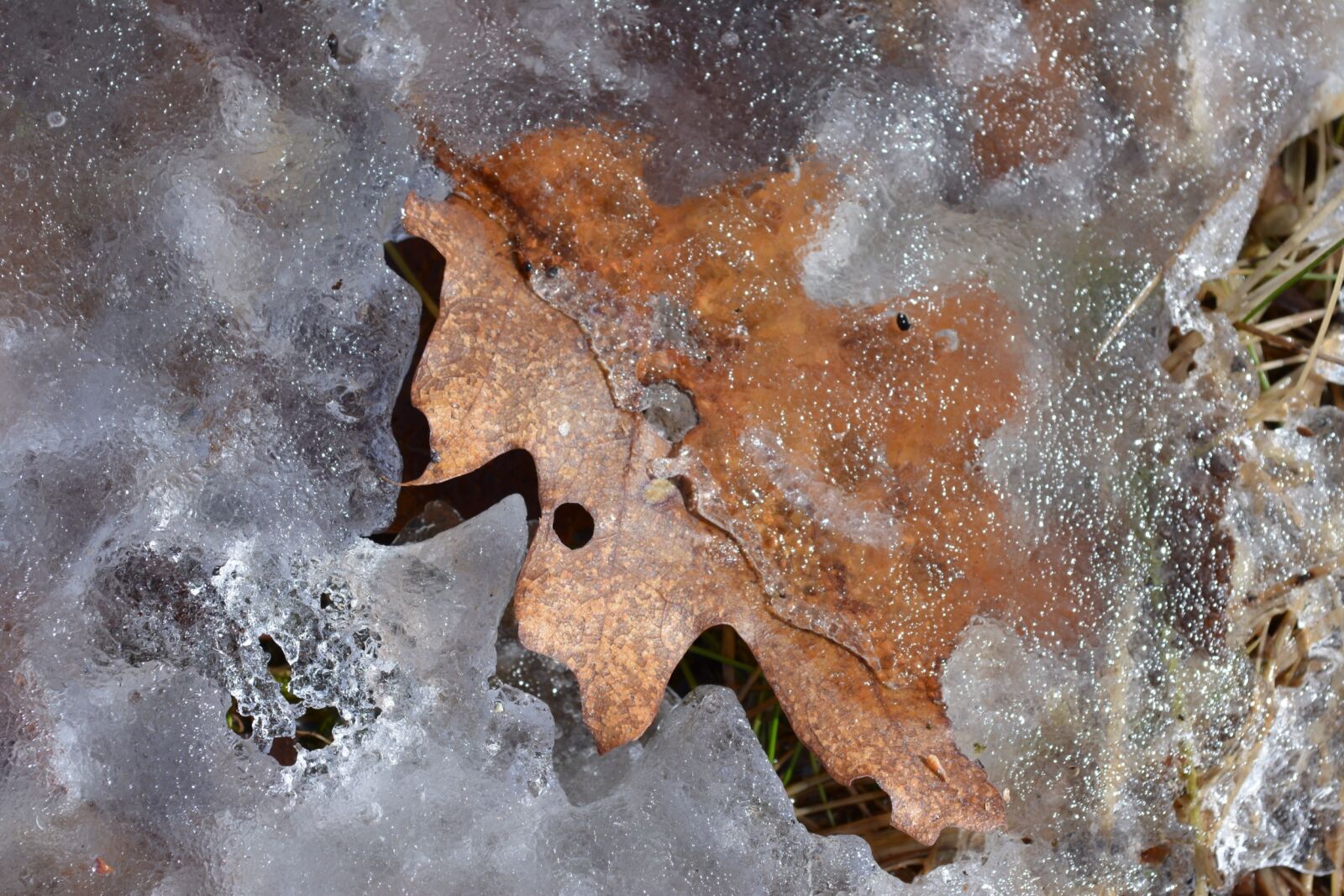 Nikon D5200 sample photo. Leaf, spring, ice photography