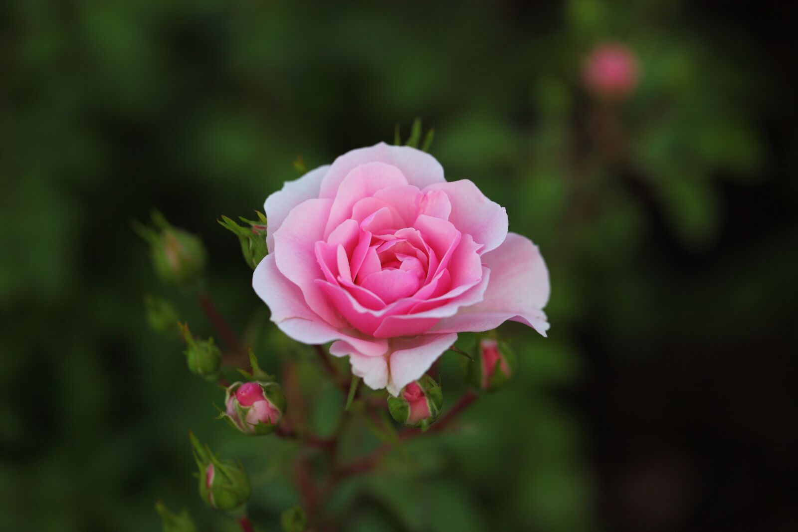 Canon EOS 5D Mark II sample photo. Flowers, rose, plants photography