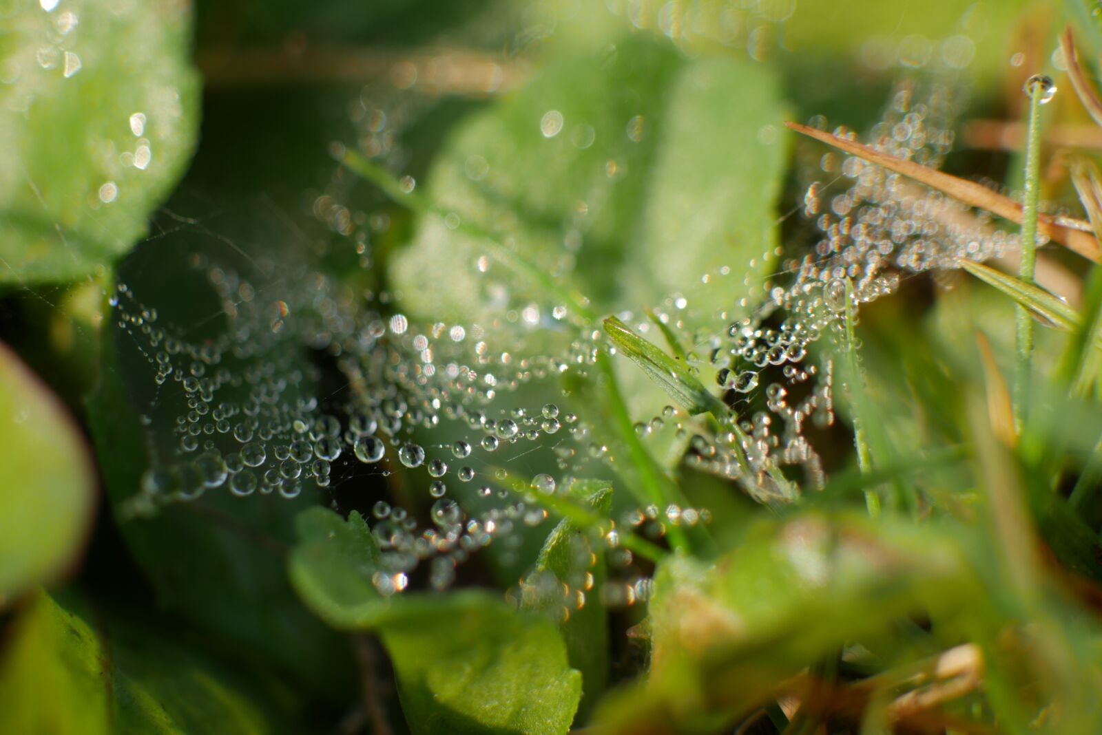 Panasonic DMC-G70 sample photo. Dew, grass, meadow photography