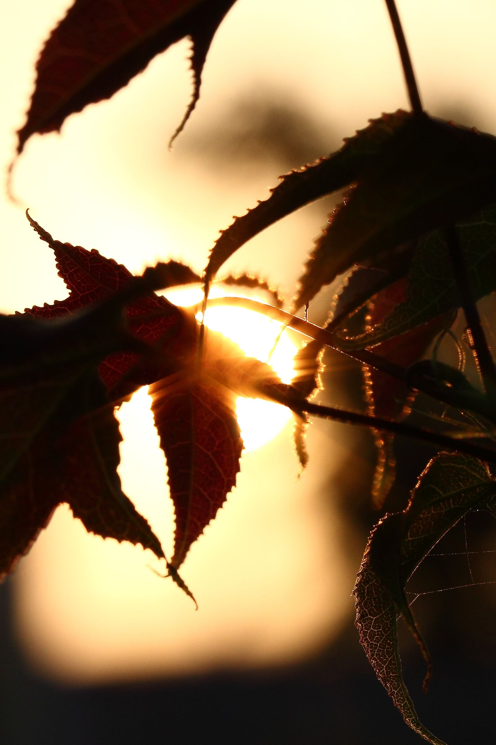 Canon EF 100mm F2.8L Macro IS USM sample photo. Foliage, sunset, shadow photography