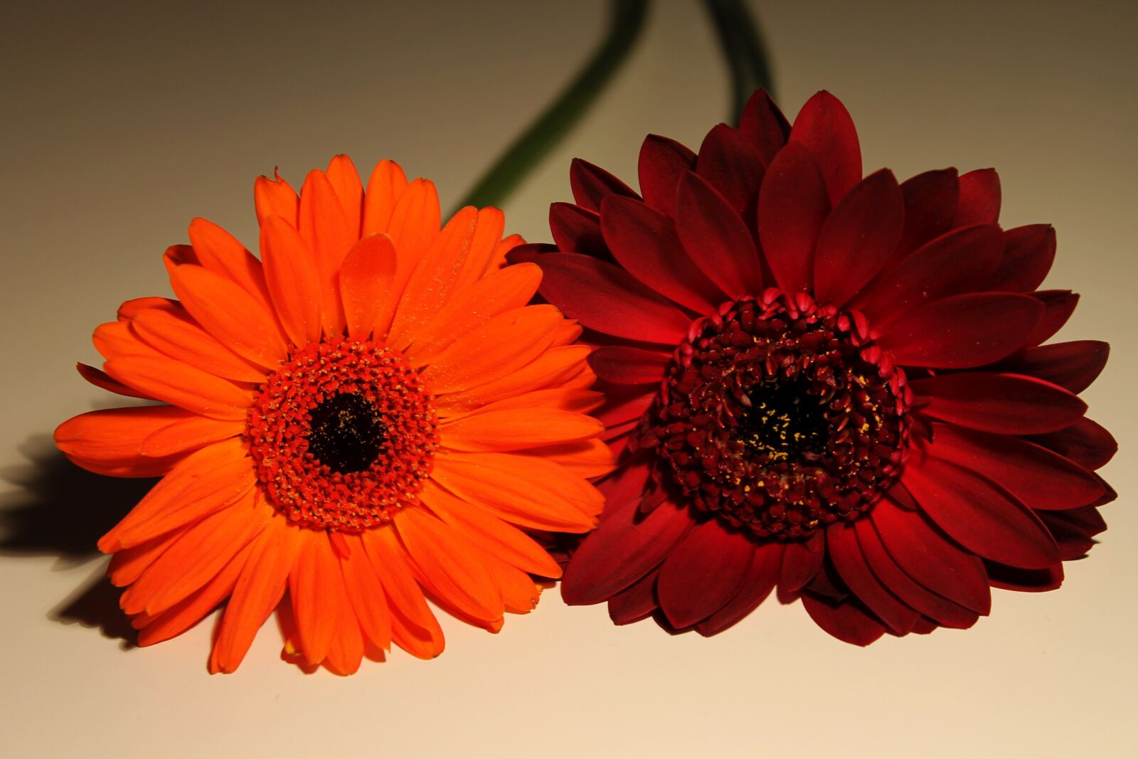 Canon EOS 1100D (EOS Rebel T3 / EOS Kiss X50) sample photo. Gerbera, blossom, bloom photography