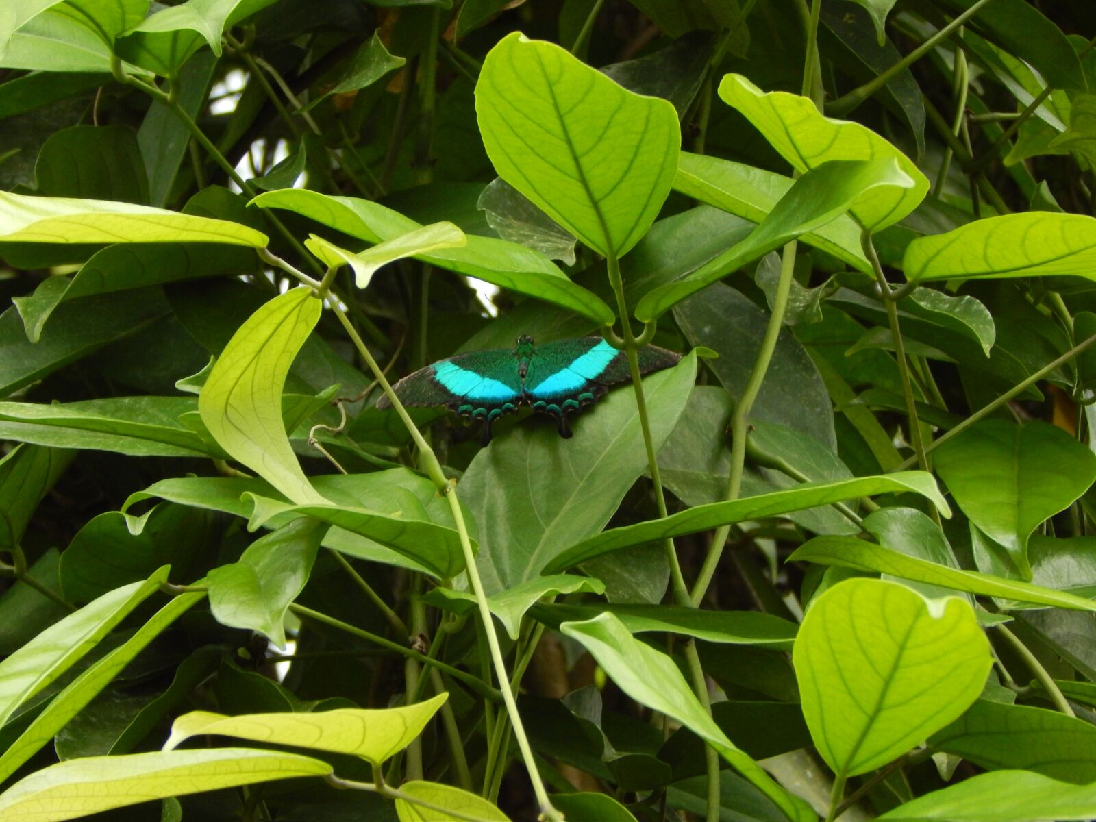 Nikon Coolpix L820 sample photo. Butterfly, green photography