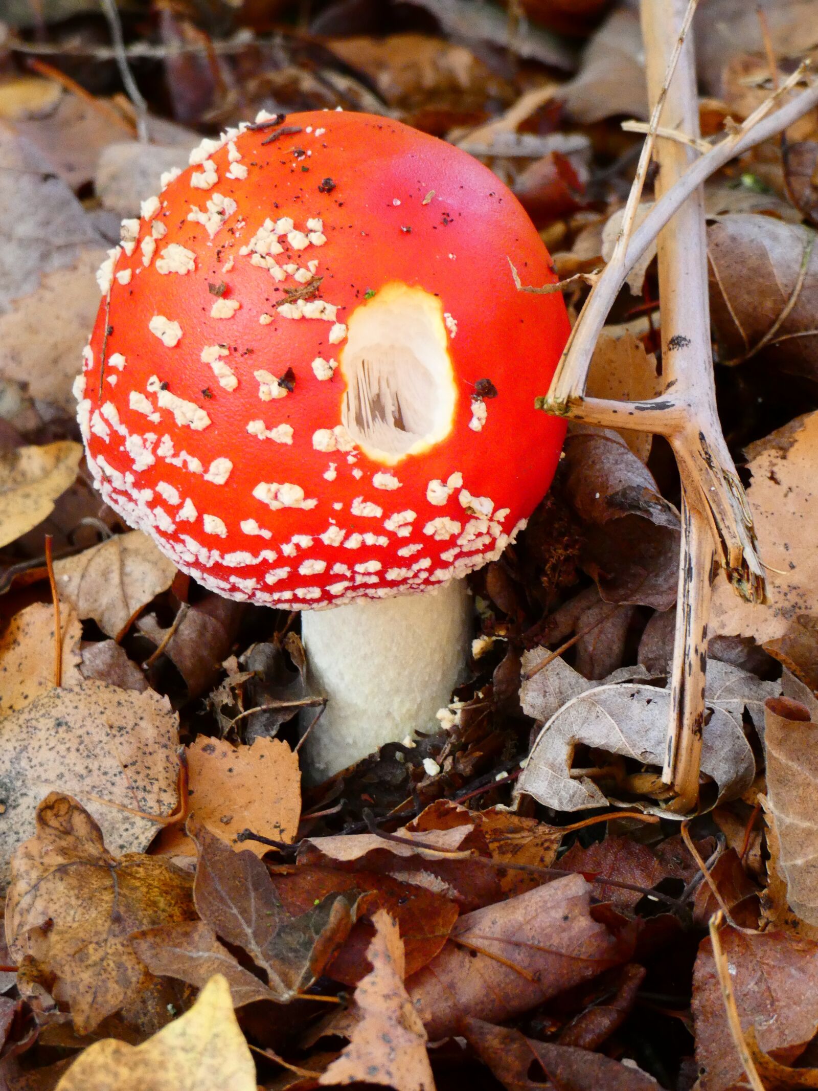 Panasonic Lumix DC-FZ80 (Lumix DC-FZ82) sample photo. Mushroom, autumn, red-white photography