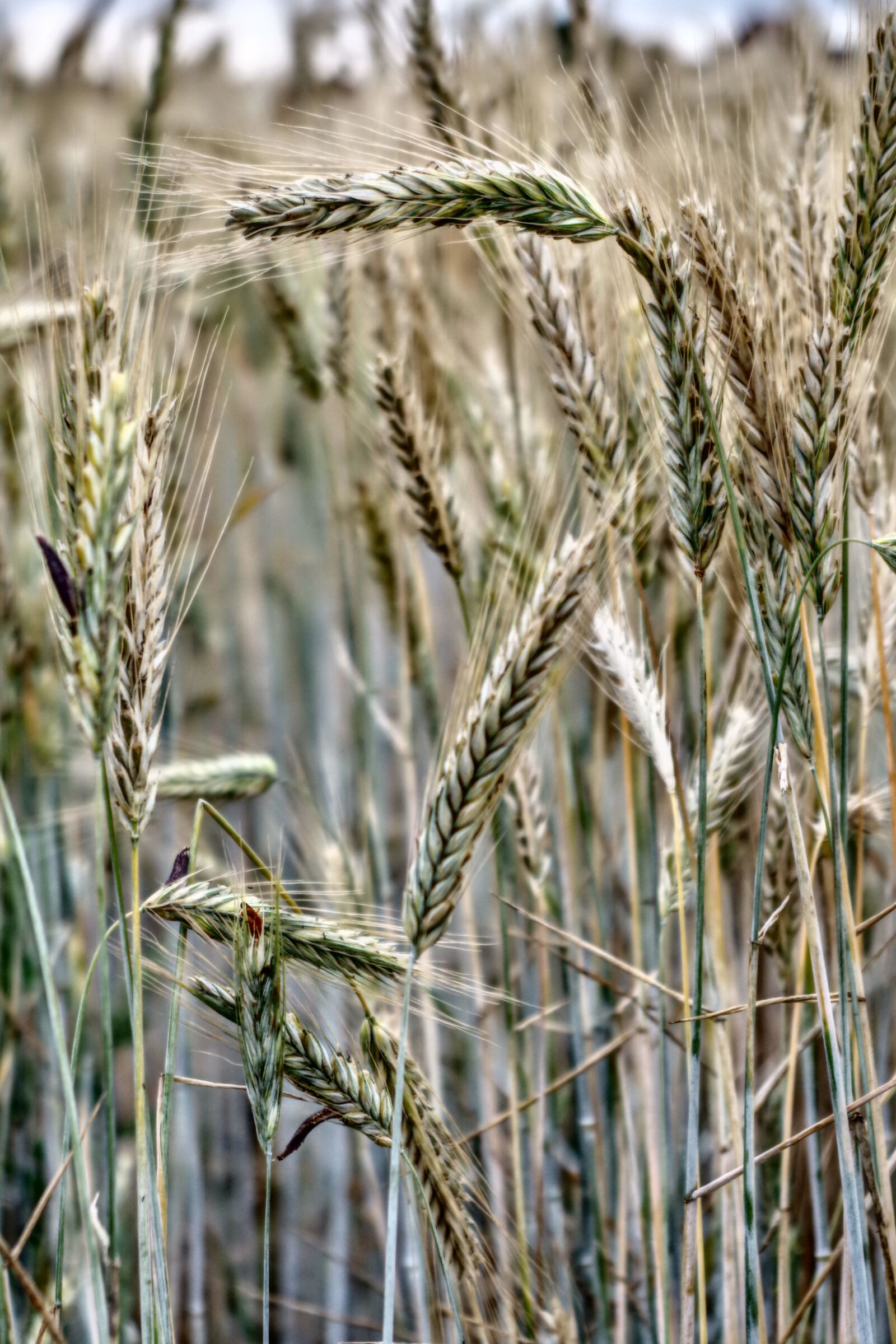 Pentax K-S2 sample photo. Cereals, wheat, barley photography