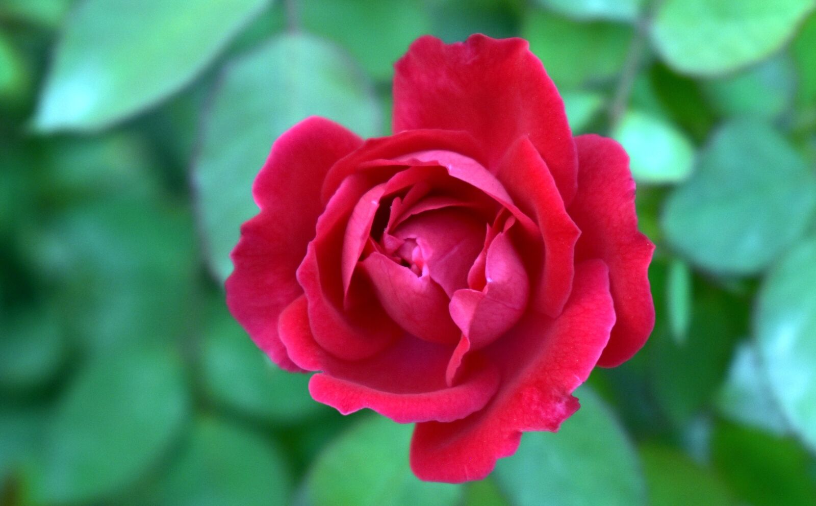 Nikon D5600 sample photo. Red rose, top-view, flower photography