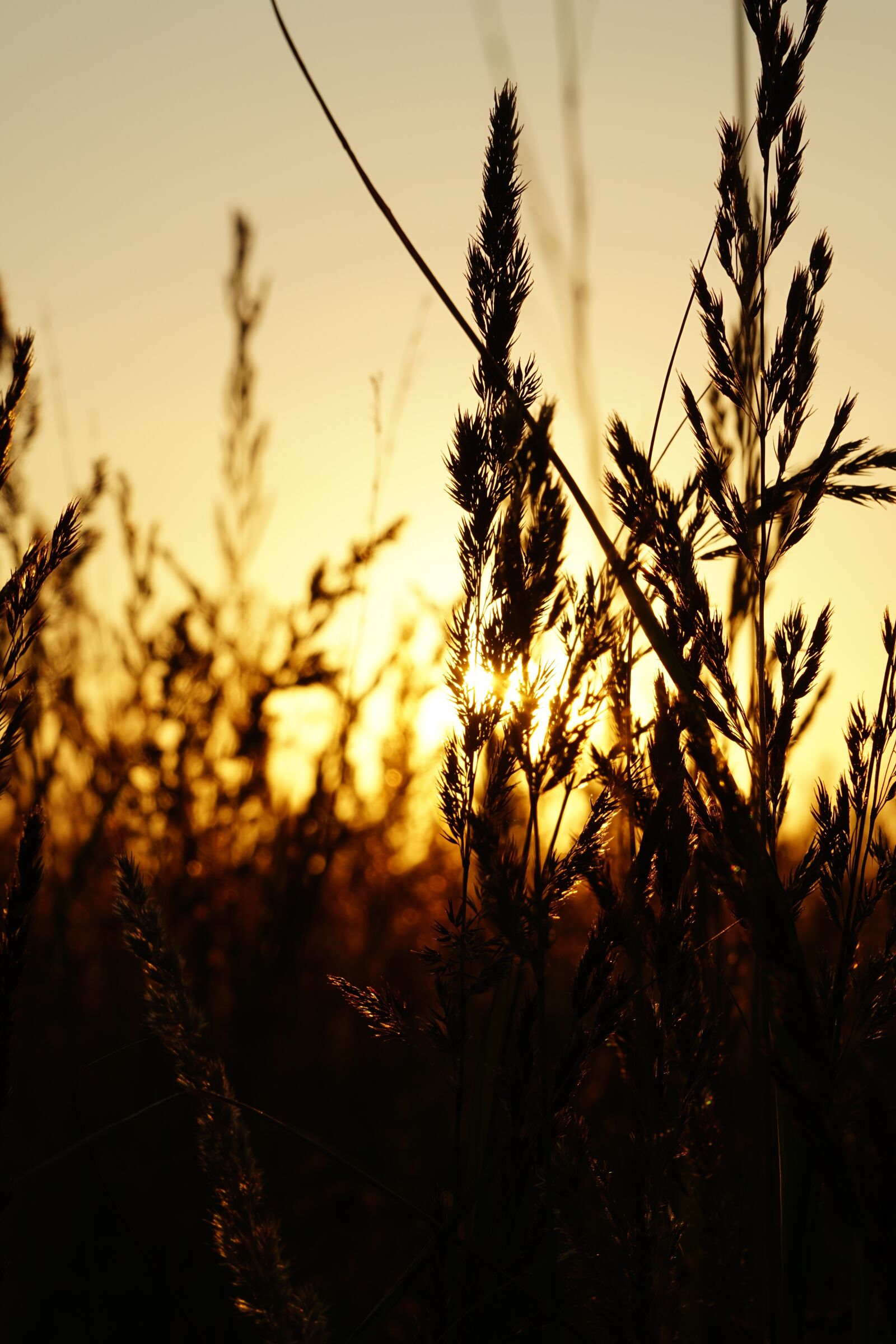 Sony a6300 sample photo. Sunset, grasses, abendstimmung photography