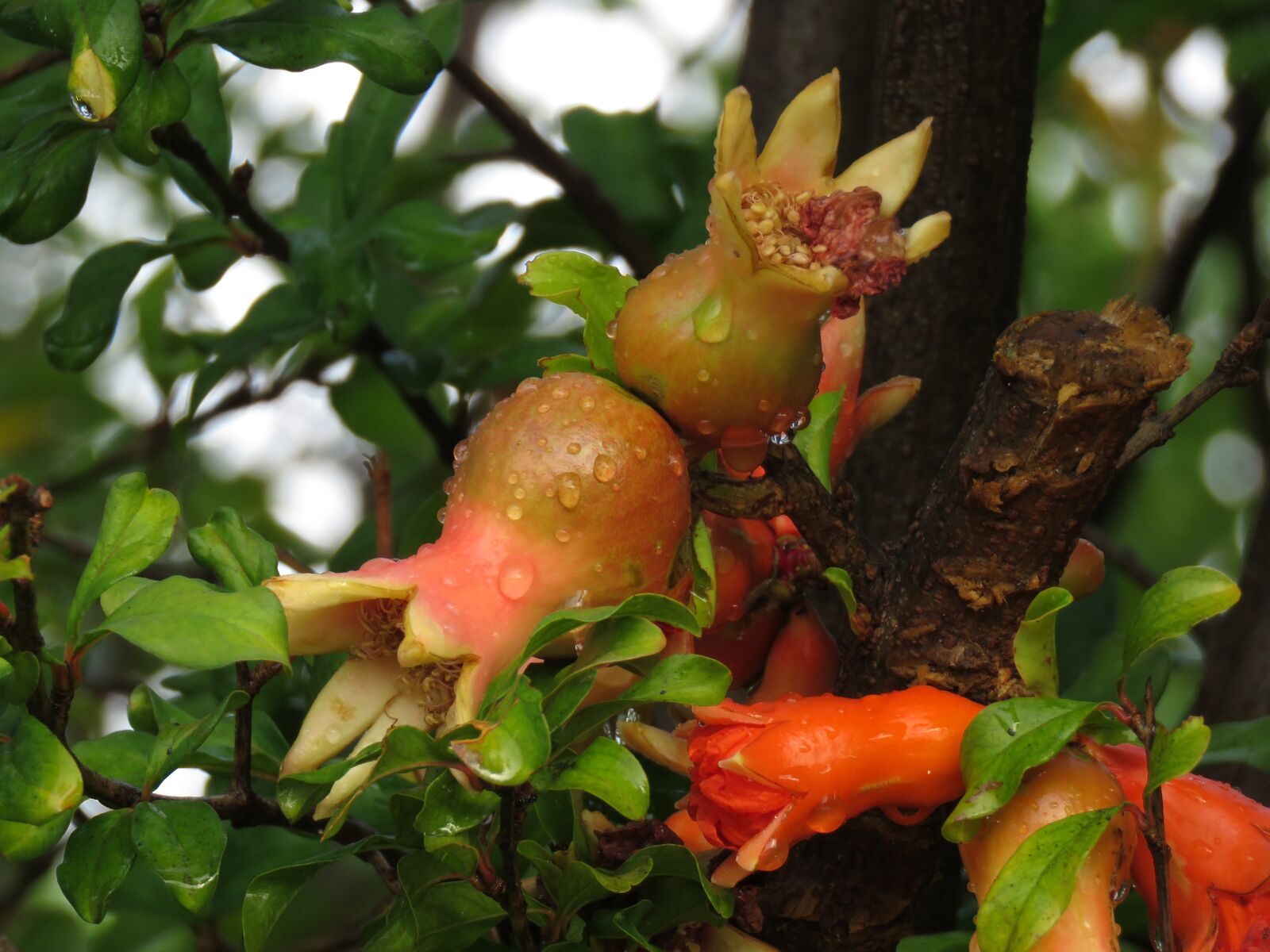 Canon PowerShot SX60 HS sample photo. Pomegranate, fruit, nature photography