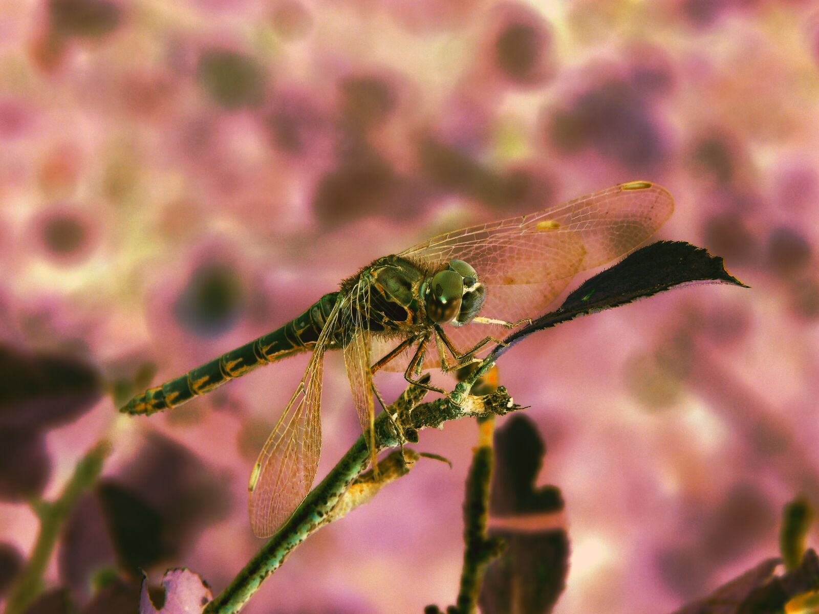 Sony Cyber-shot DSC-H400 sample photo. Abstract, dragonfly, gold photography