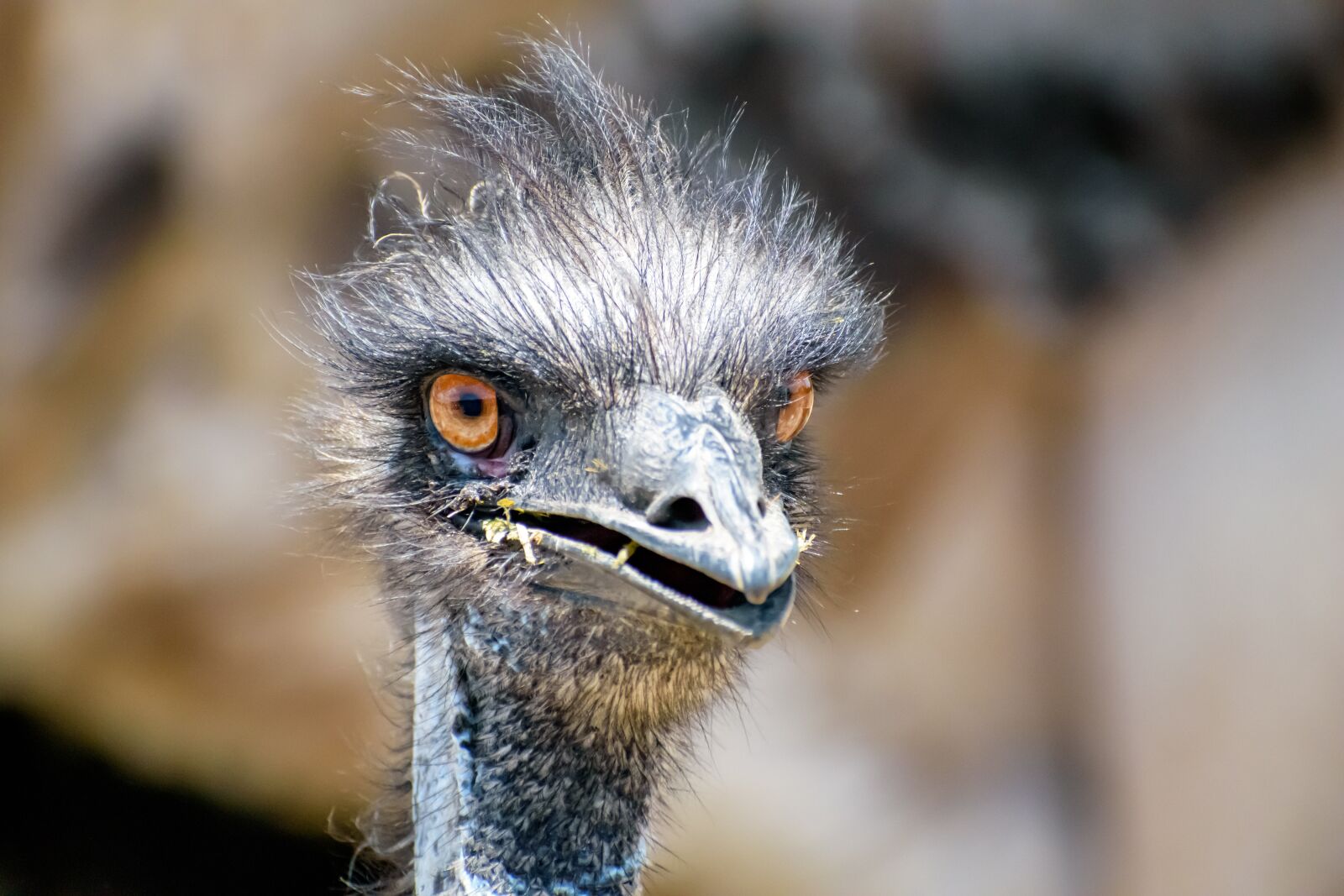 Nikon D3500 sample photo. Ostrich, bird, nature photography