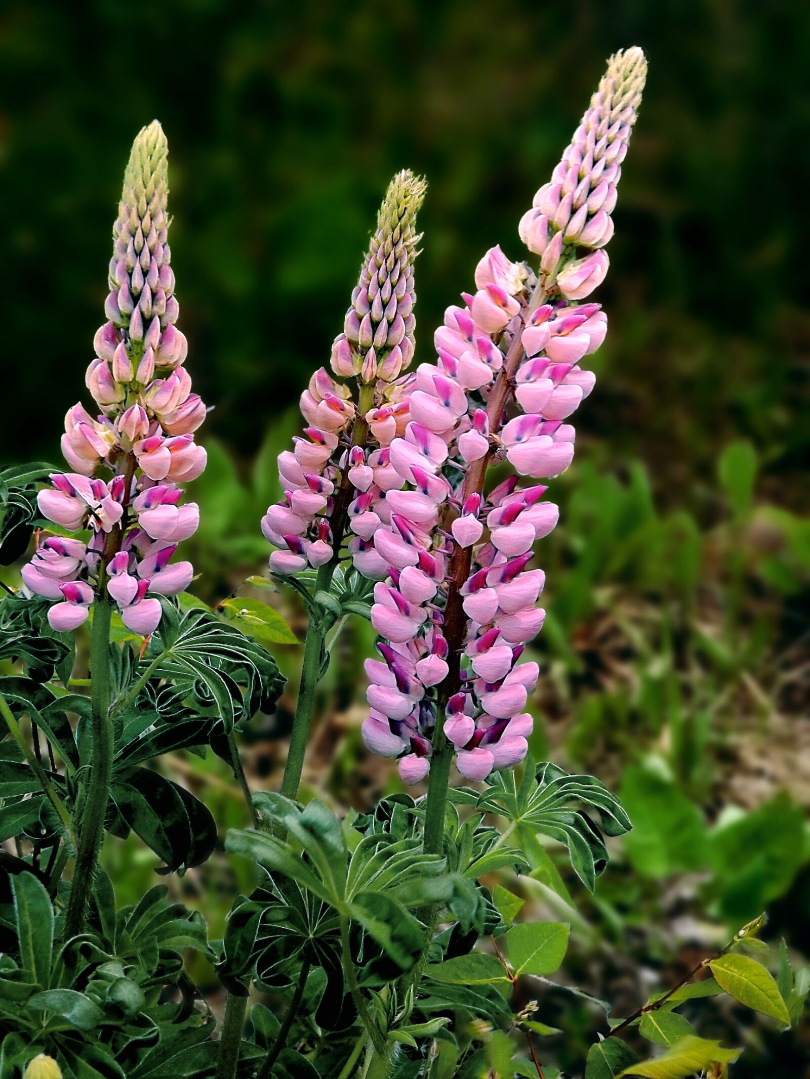 Fujifilm FinePix S8600 sample photo. Flowers, spring, lupins photography