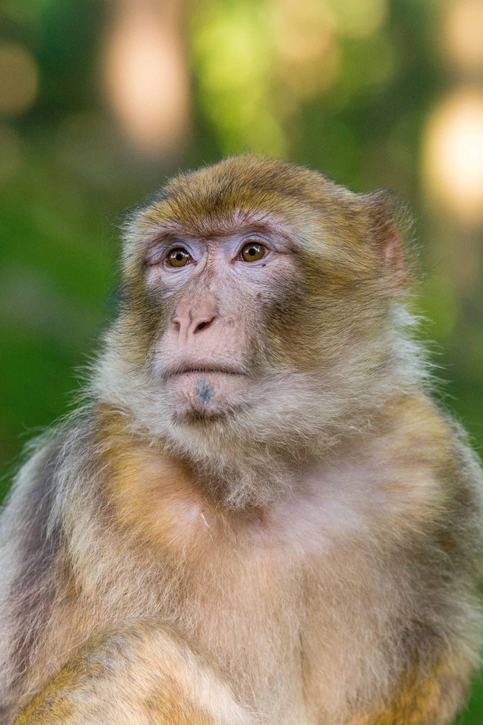 Nikon D7100 sample photo. Macaque, barbary, monkey photography
