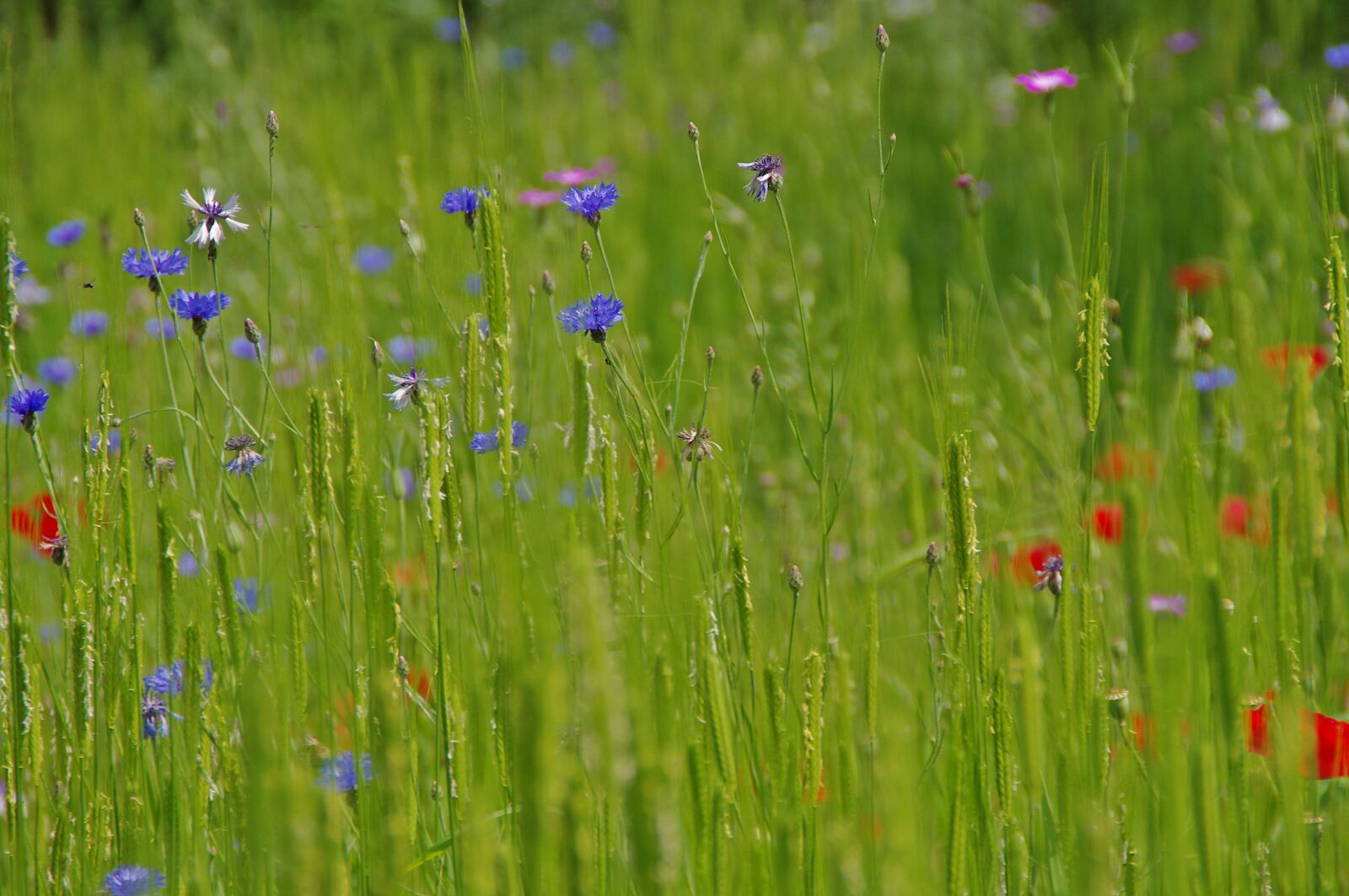 Pentax K-x sample photo. Meadow, grass, nature photography