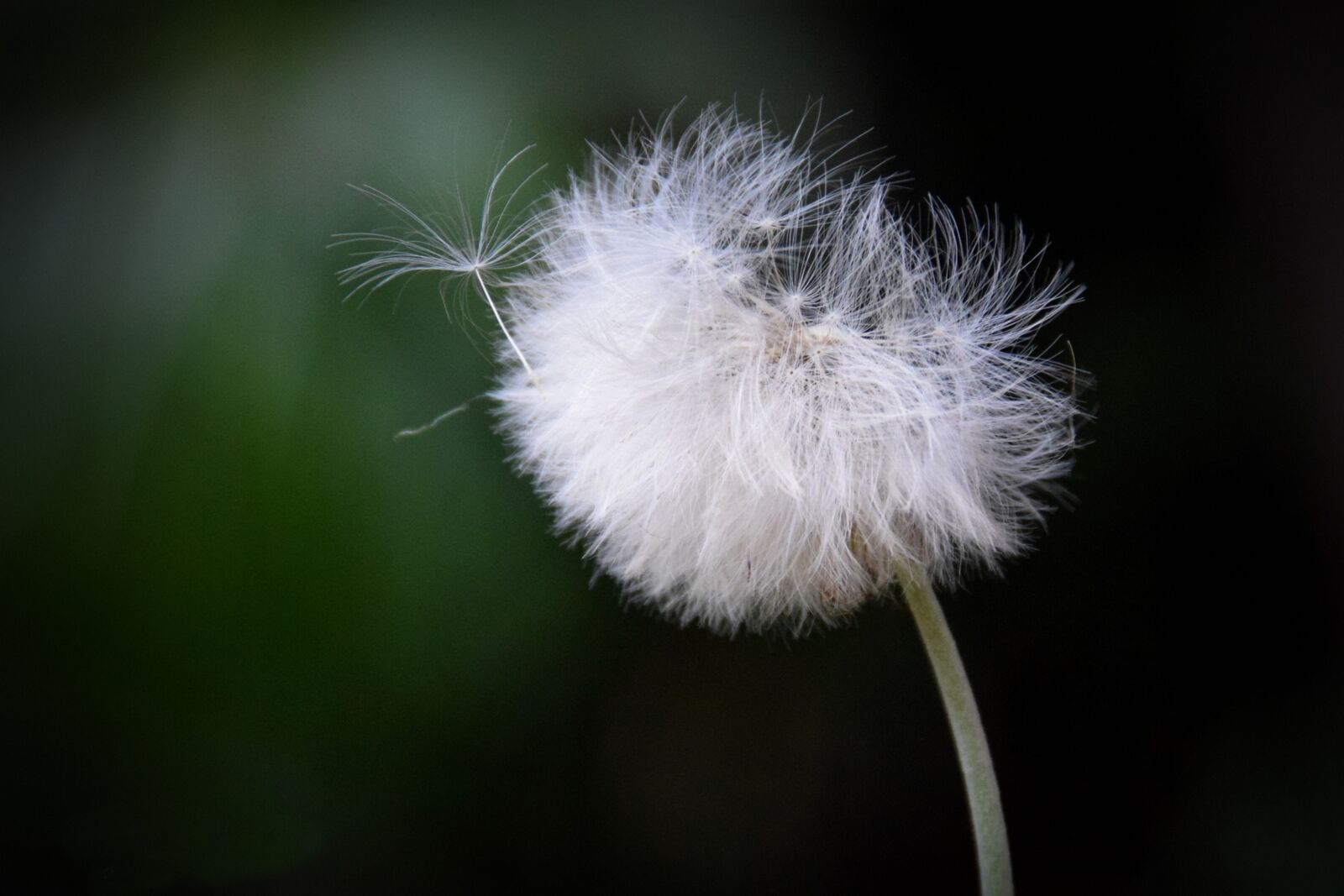 Nikon D5300 sample photo. Dandelion, flower, macro photography