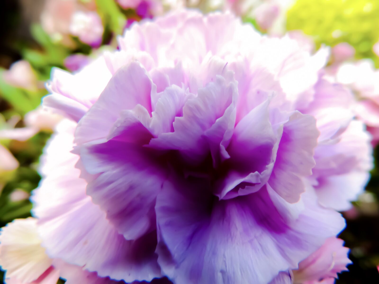 Nikon Coolpix P520 sample photo. Carnation, blossom, bloom photography