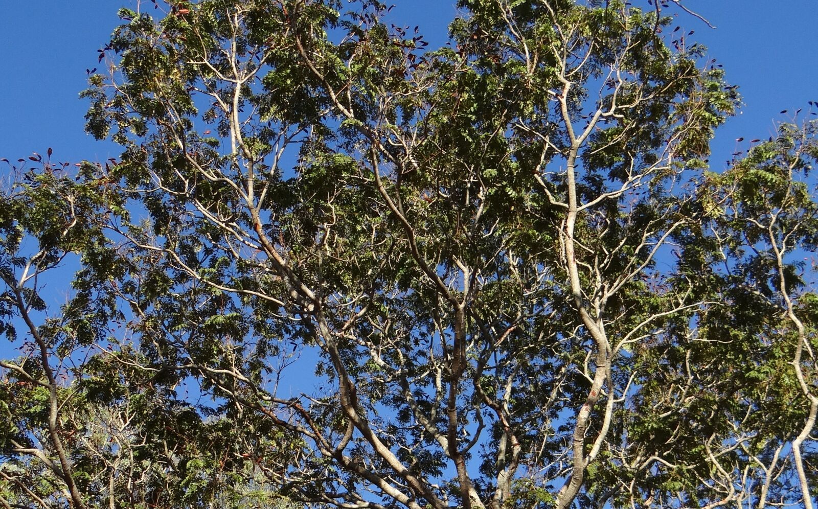 Sony DSC-HX200V sample photo. Peltophorum pterocarpum, copperpod tree photography