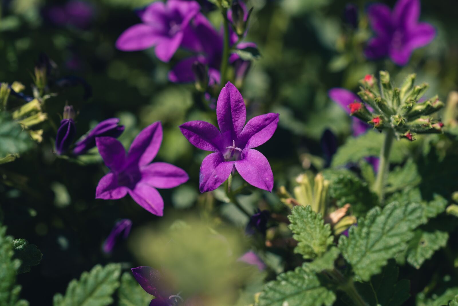 Nikon D750 sample photo. Flowers, garden, summer photography