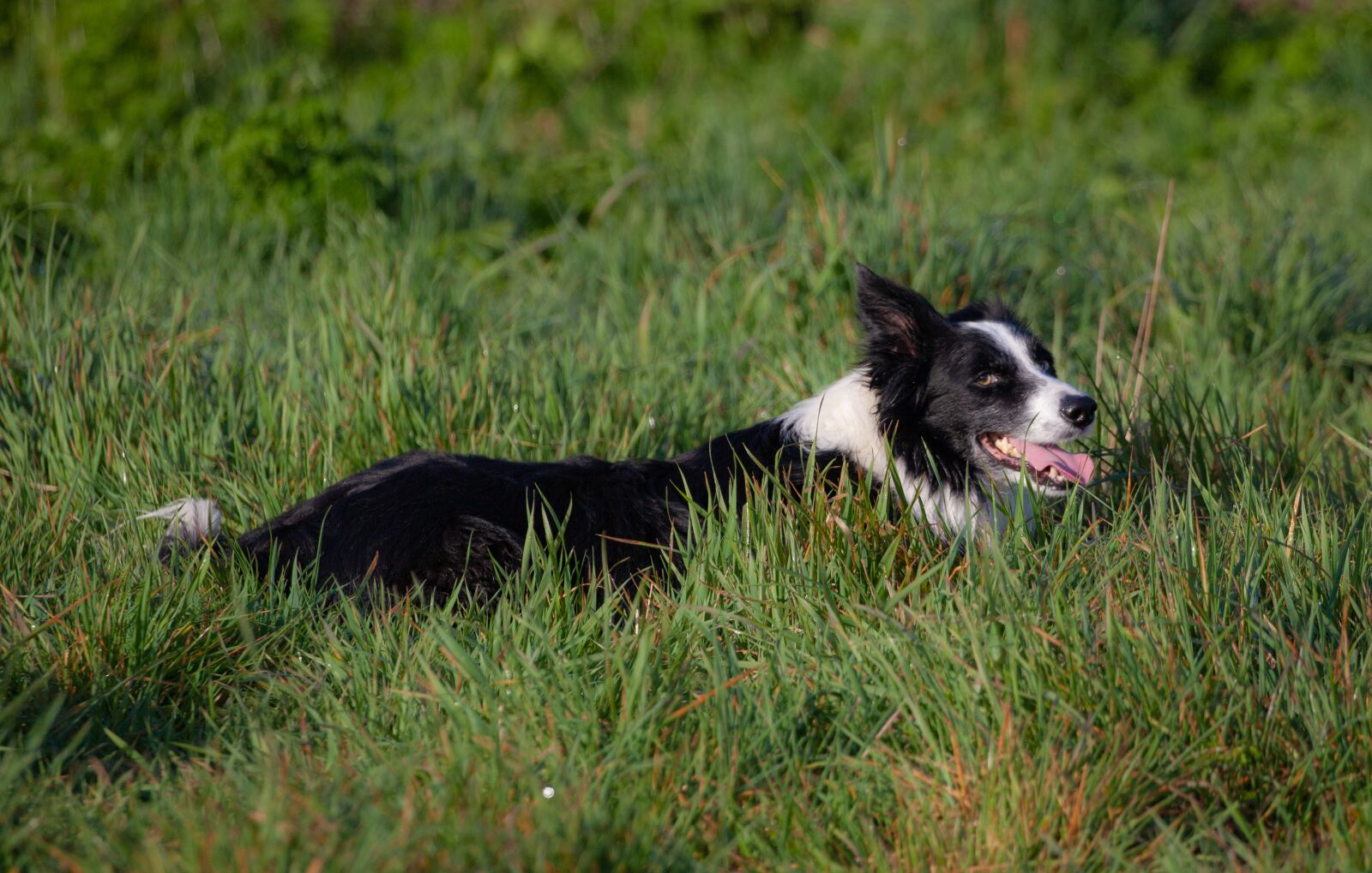 Canon EOS 5D Mark II sample photo. Border collie, dog, sheepdog photography
