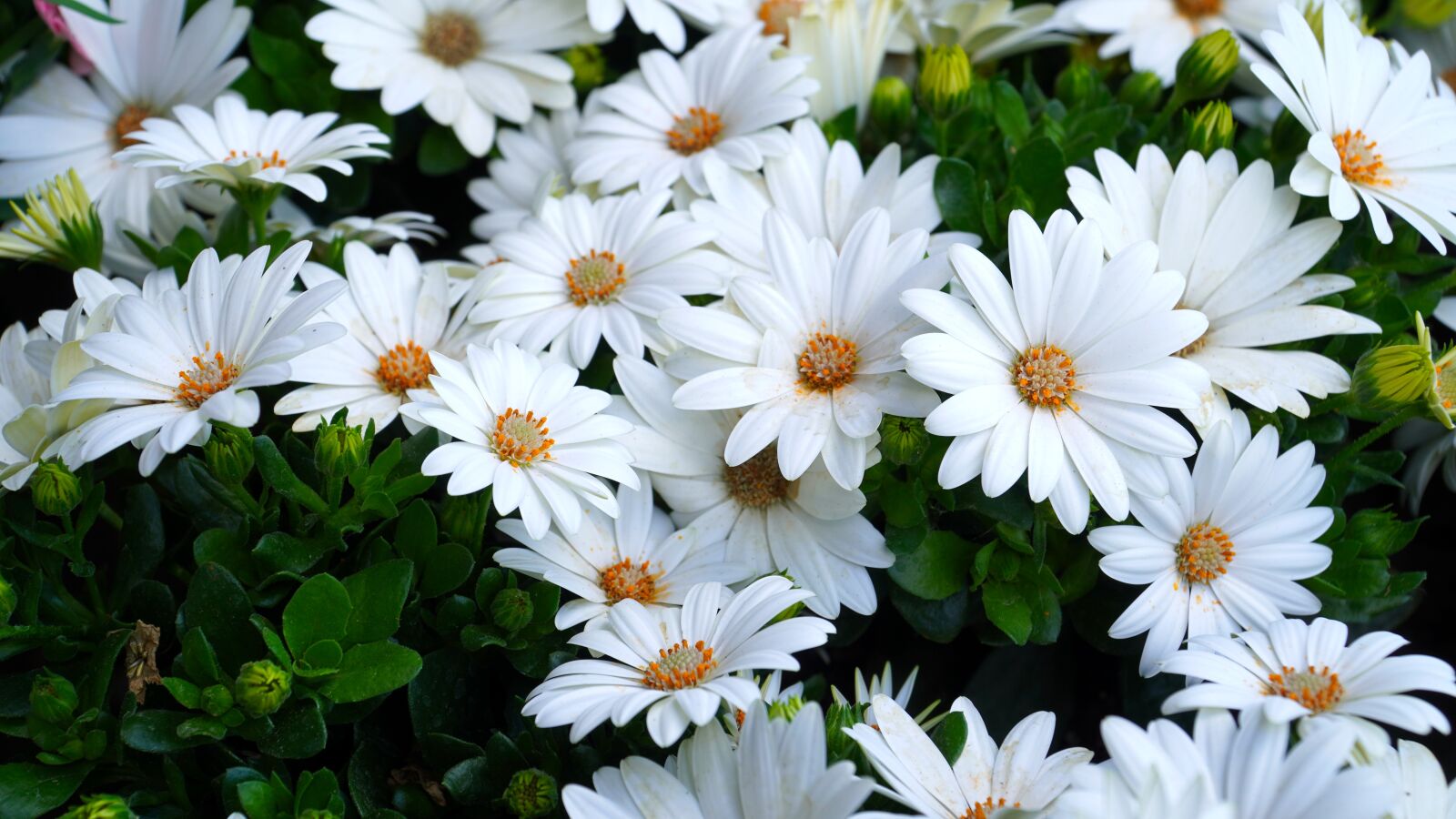 Sony E PZ 18-105mm F4 G OSS sample photo. Mage rites, flowers, blossom photography