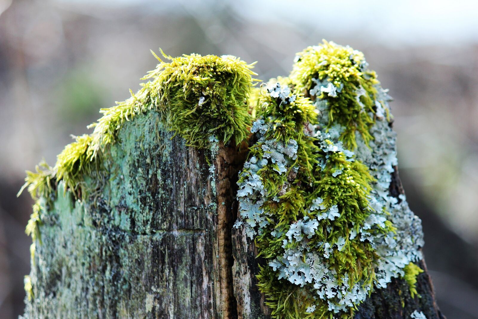 Canon EOS 600D (Rebel EOS T3i / EOS Kiss X5) sample photo. Old wood, willow stake photography
