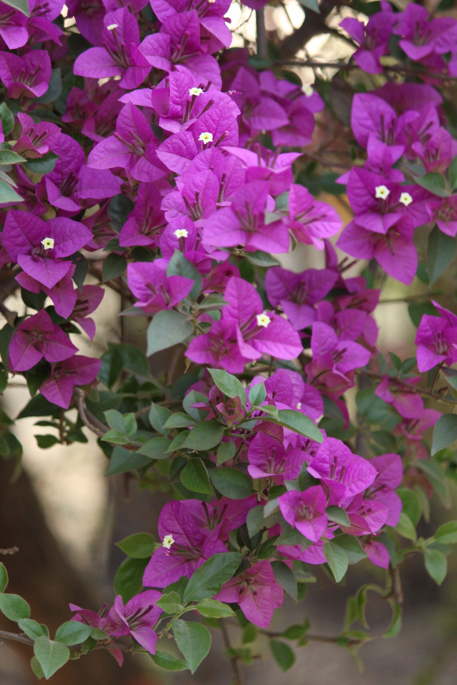 Canon EOS 700D (EOS Rebel T5i / EOS Kiss X7i) sample photo. Photo, pic, pixabay photography