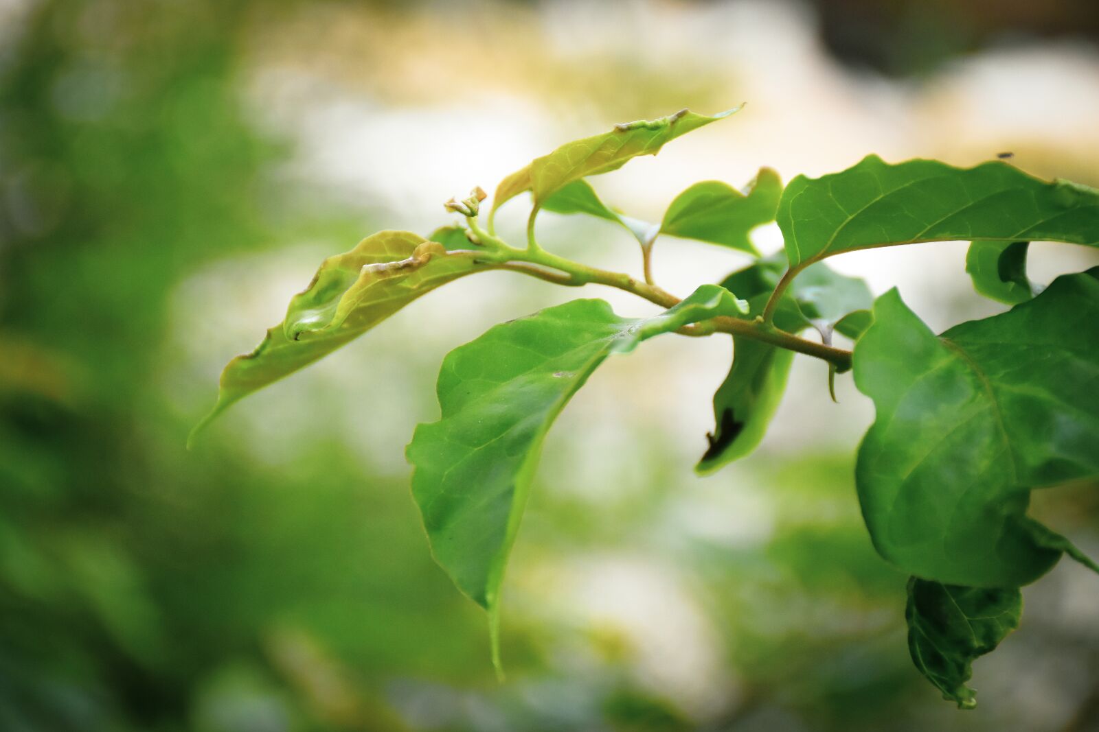Nikon D7200 sample photo. Leaves, vedes, color photography