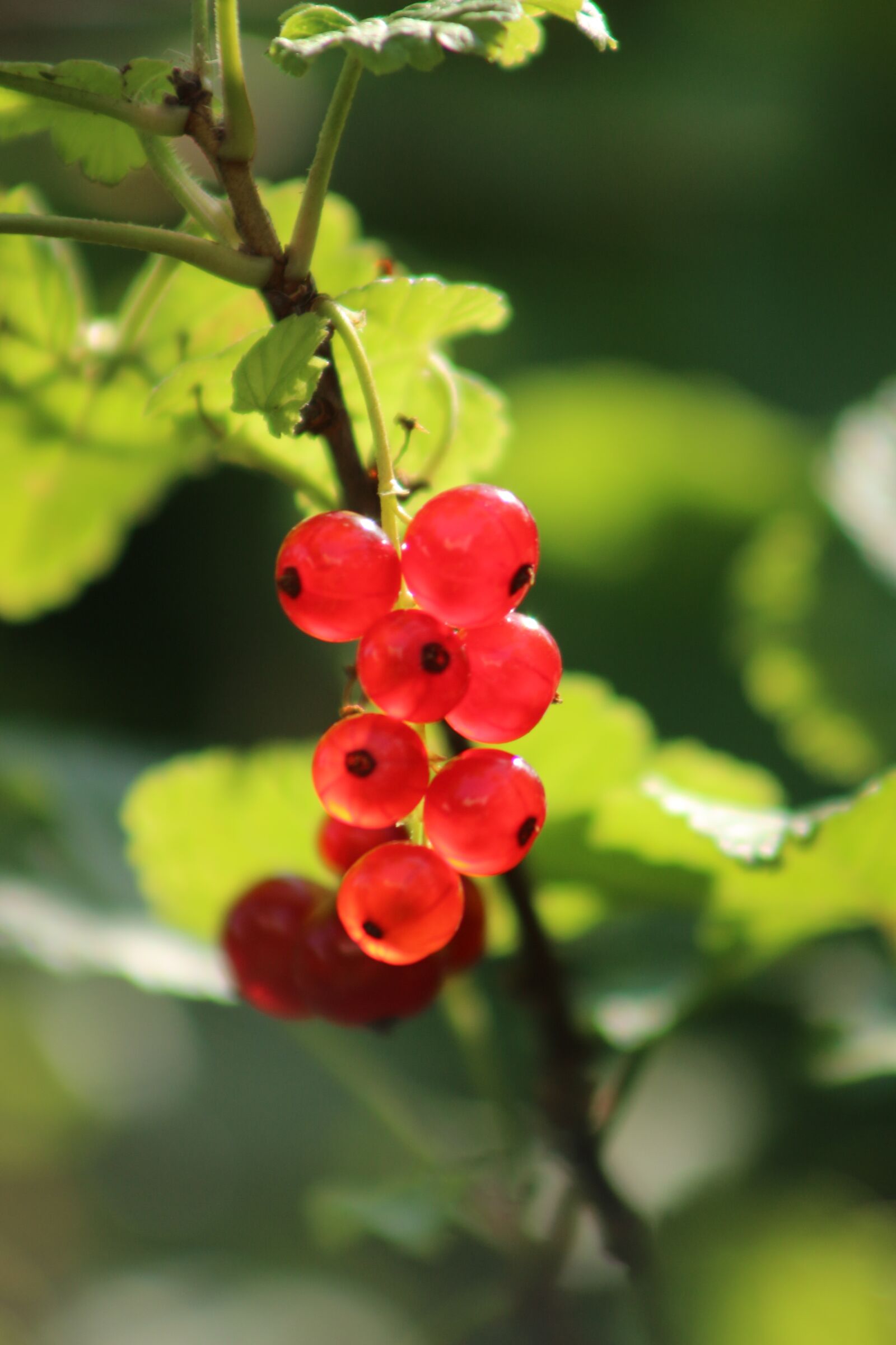 Canon EOS 700D (EOS Rebel T5i / EOS Kiss X7i) sample photo. Berries, currants, fruit photography